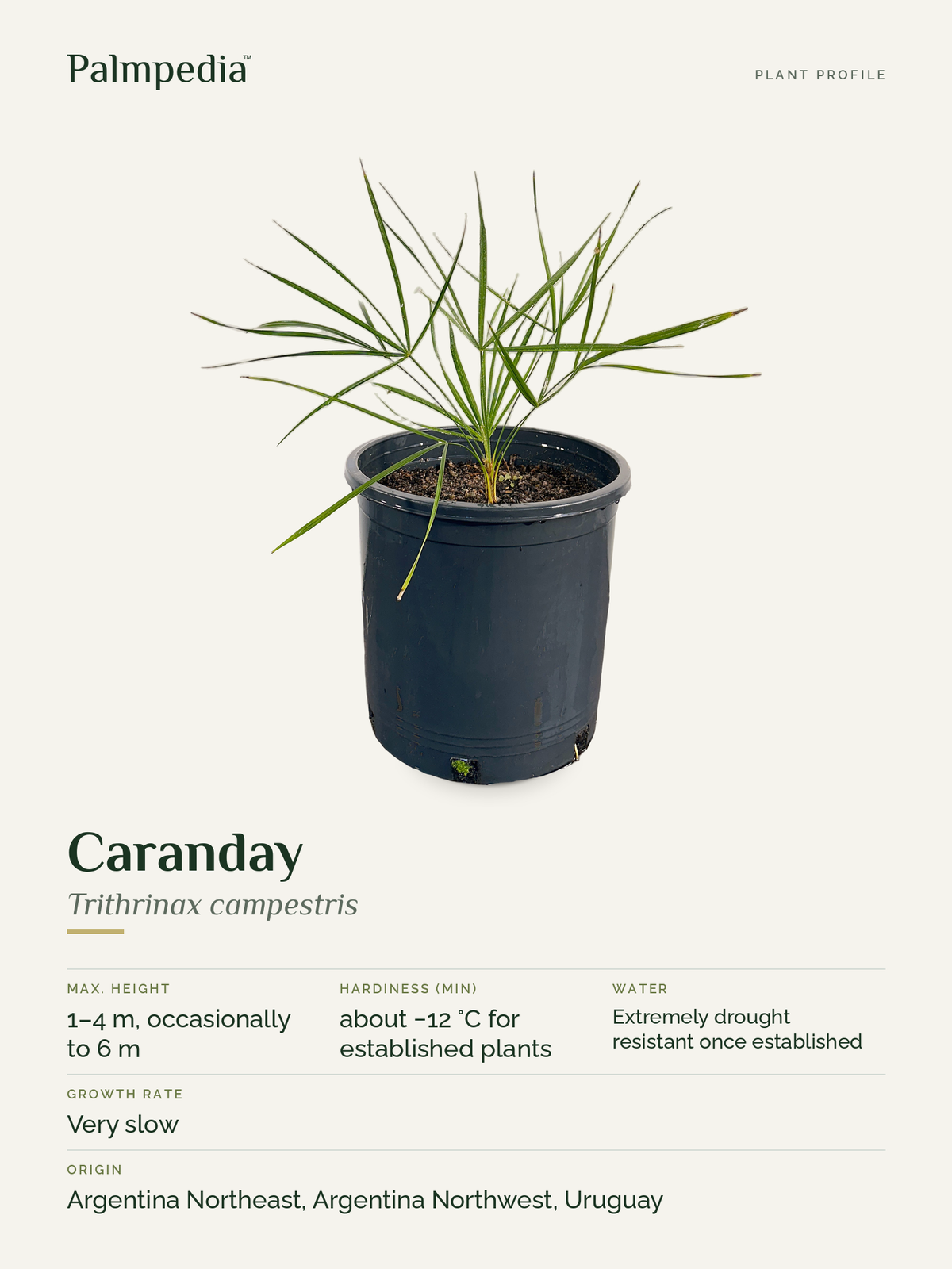 Trithrinax campestris – plant profile
