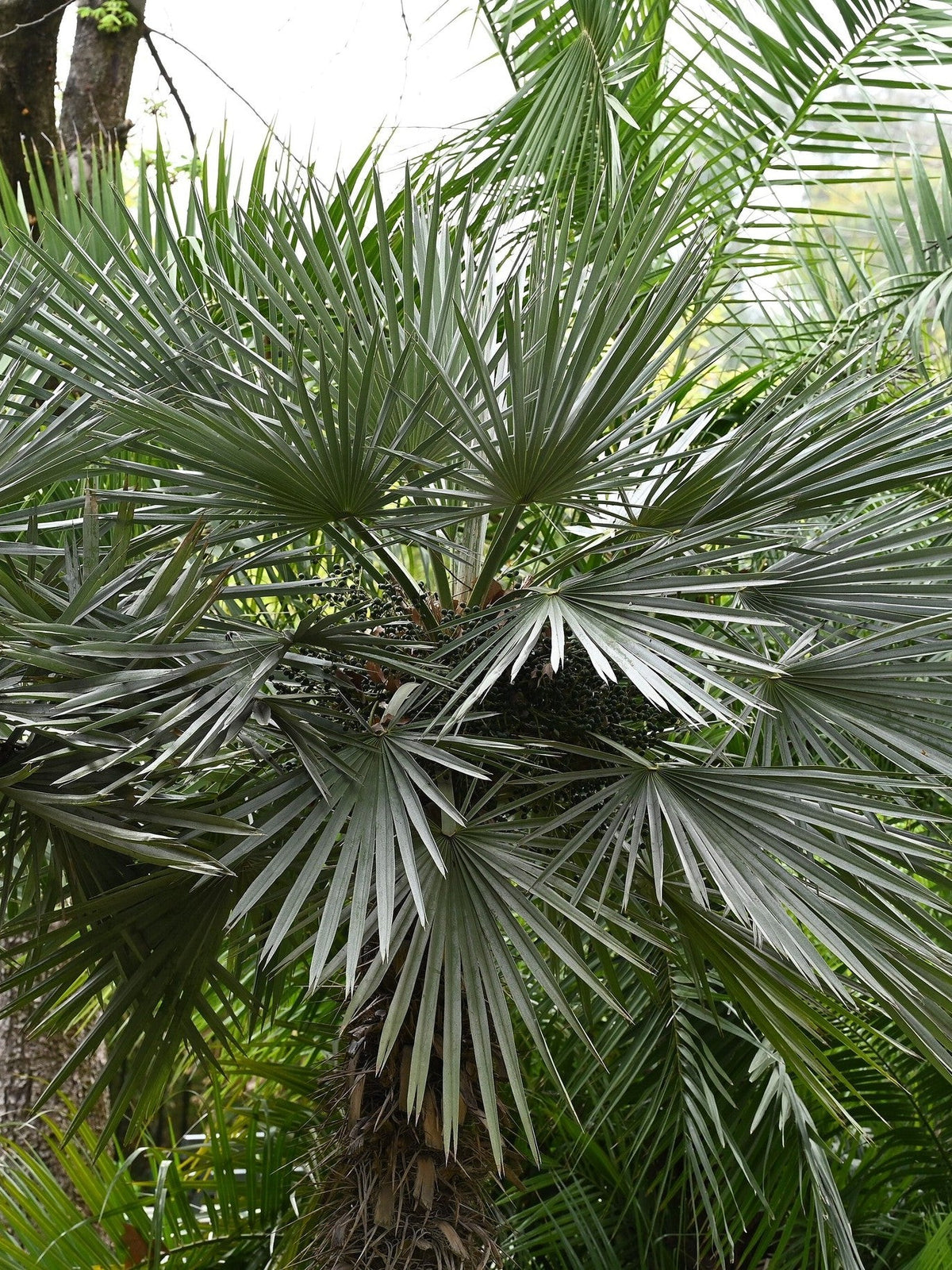 Trithrinax campestris – mature plant