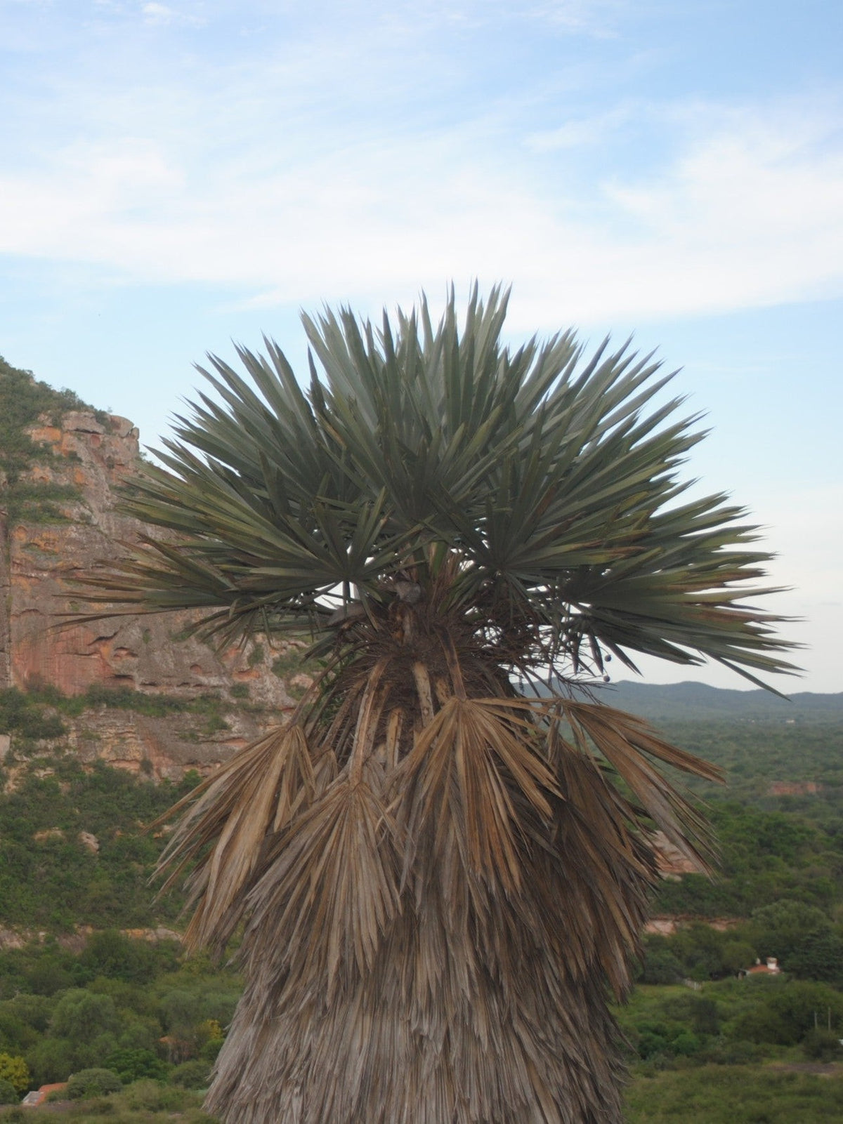 Trithrinax campestris – mature plant in habitat