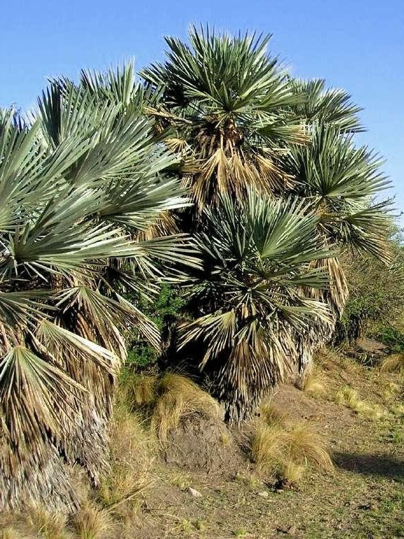 Trithrinax campestris – wild stand in habitat