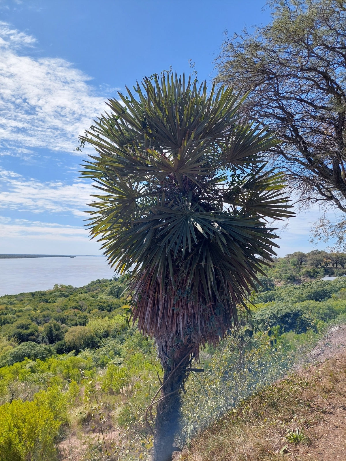 Trithrinax campestris – in habitat