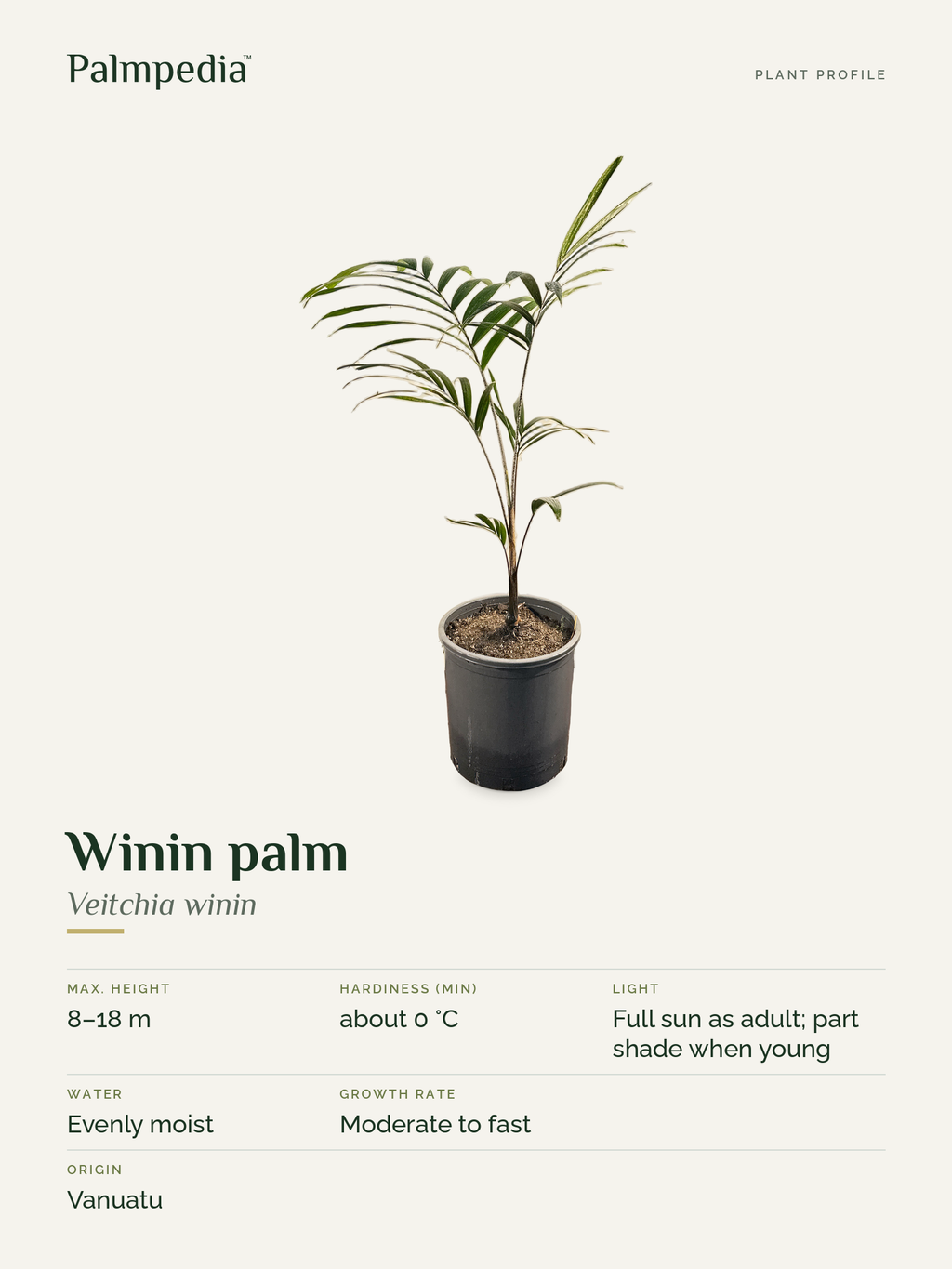 Veitchia winin – plant profile