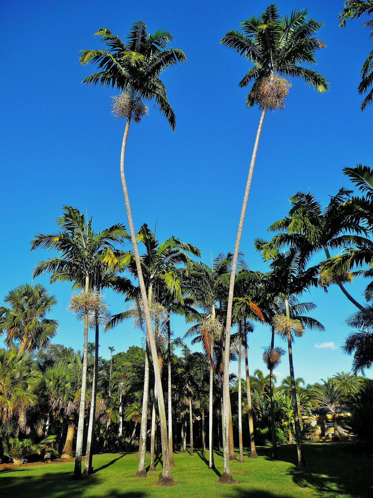 Veitchia winin – mature plant