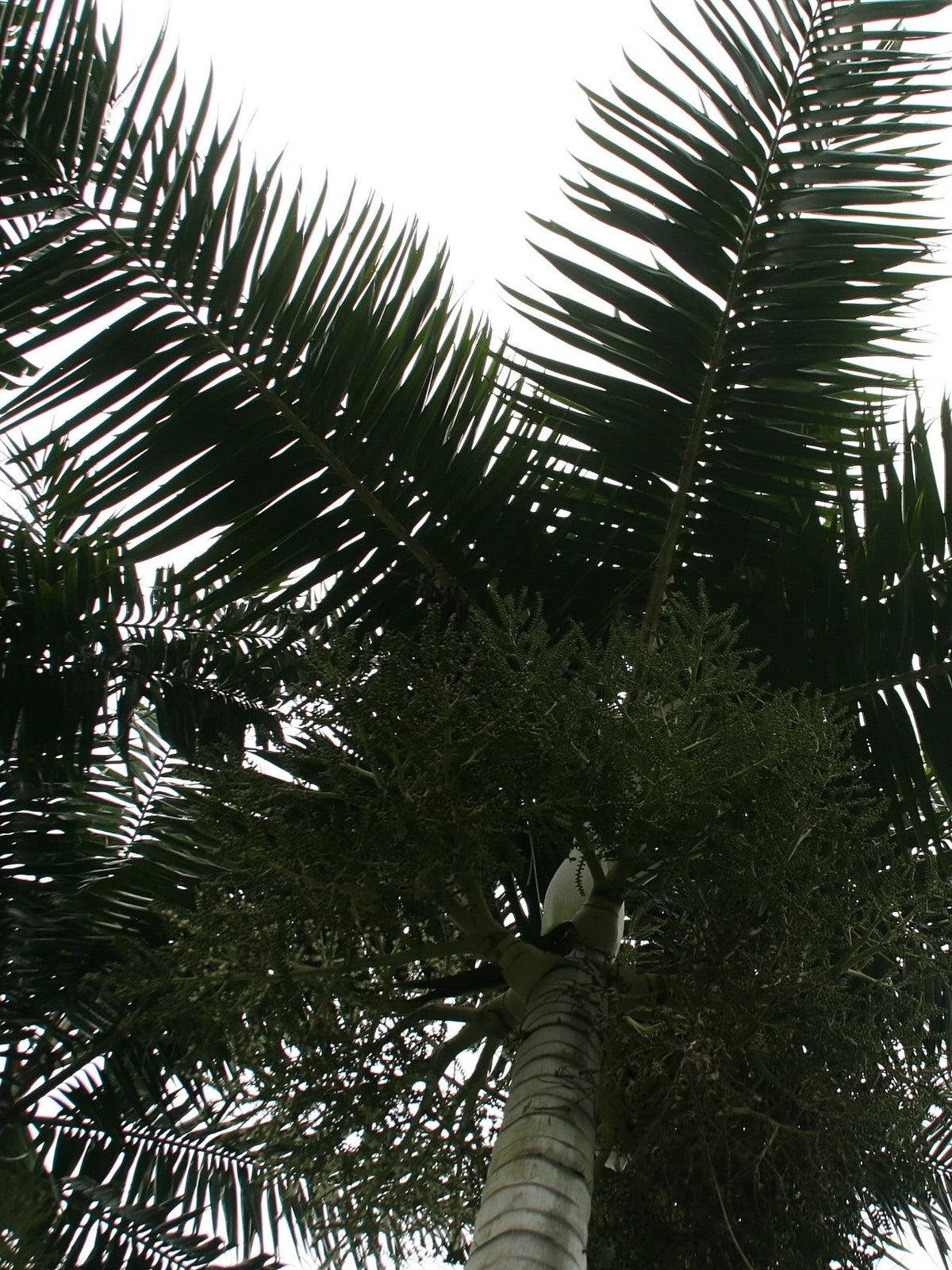 Veitchia winin – mature plant