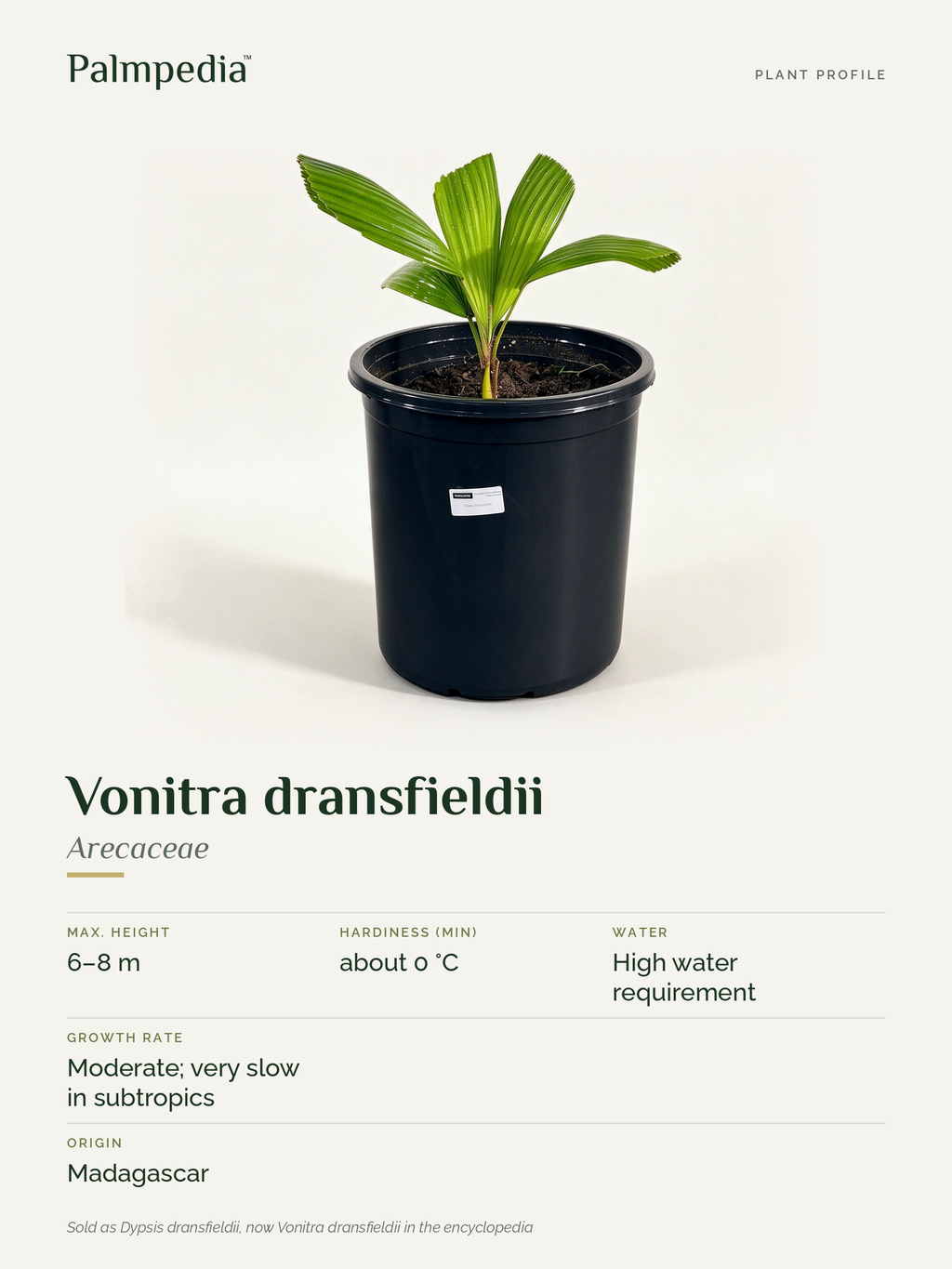 Vonitra dransfieldii – plant profile