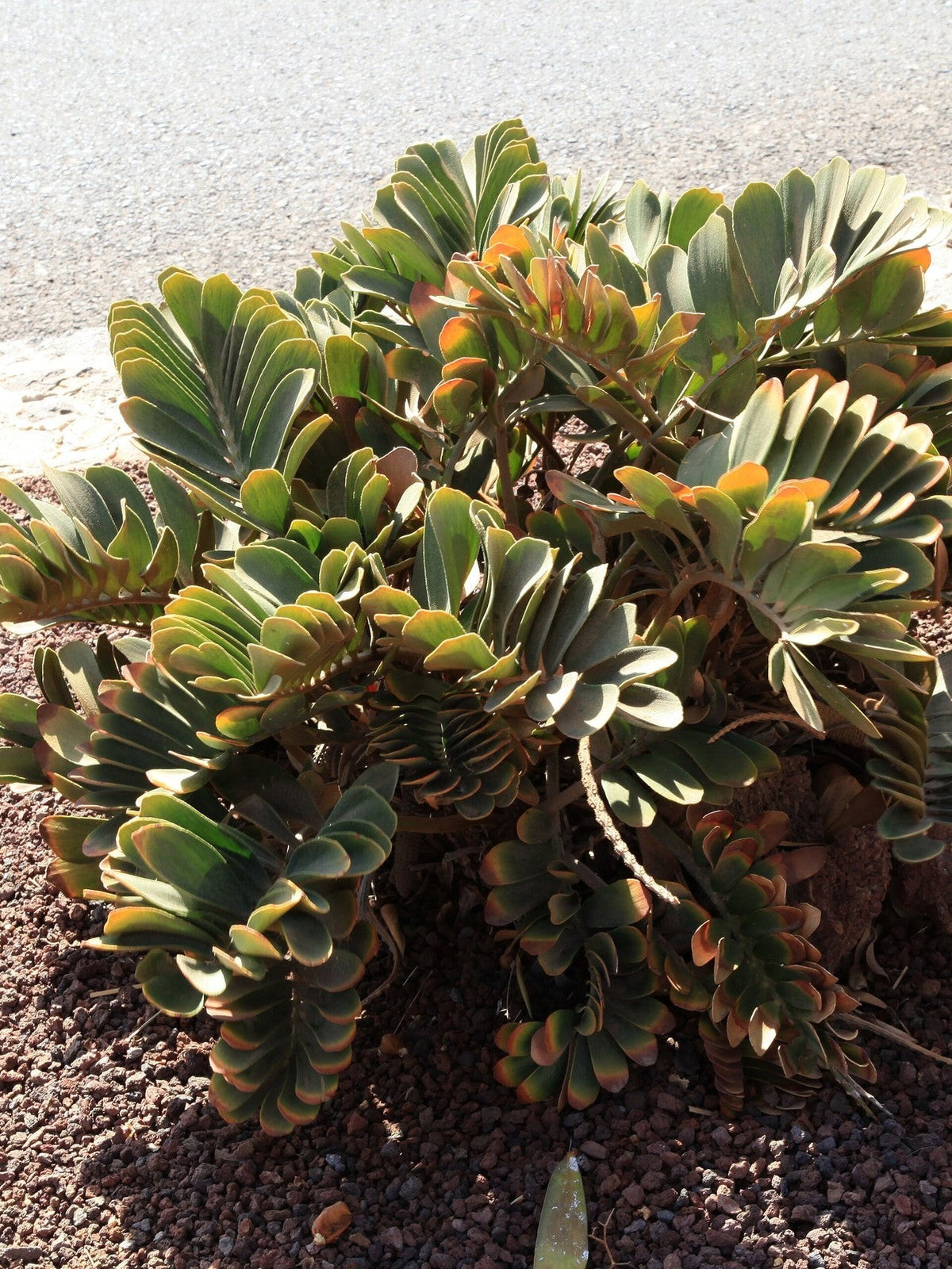 Zamia furfuracea – mature plant