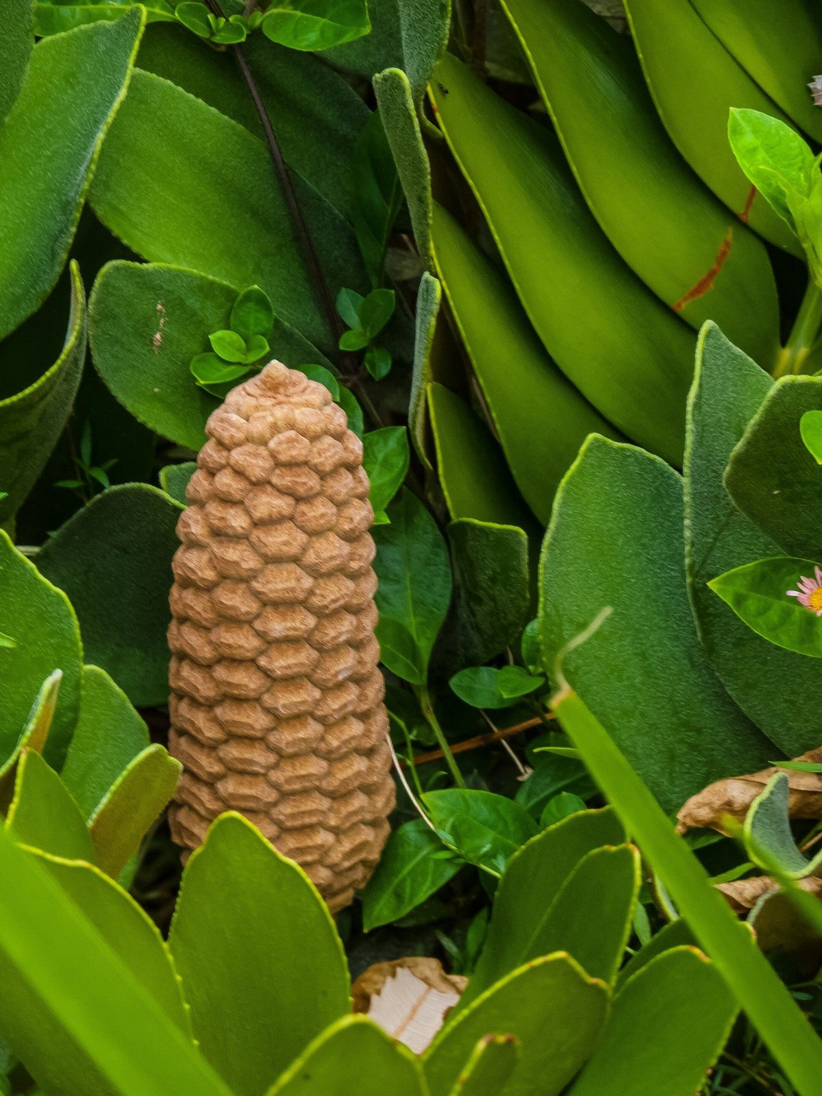 Zamia furfuracea – cone on a mature plant