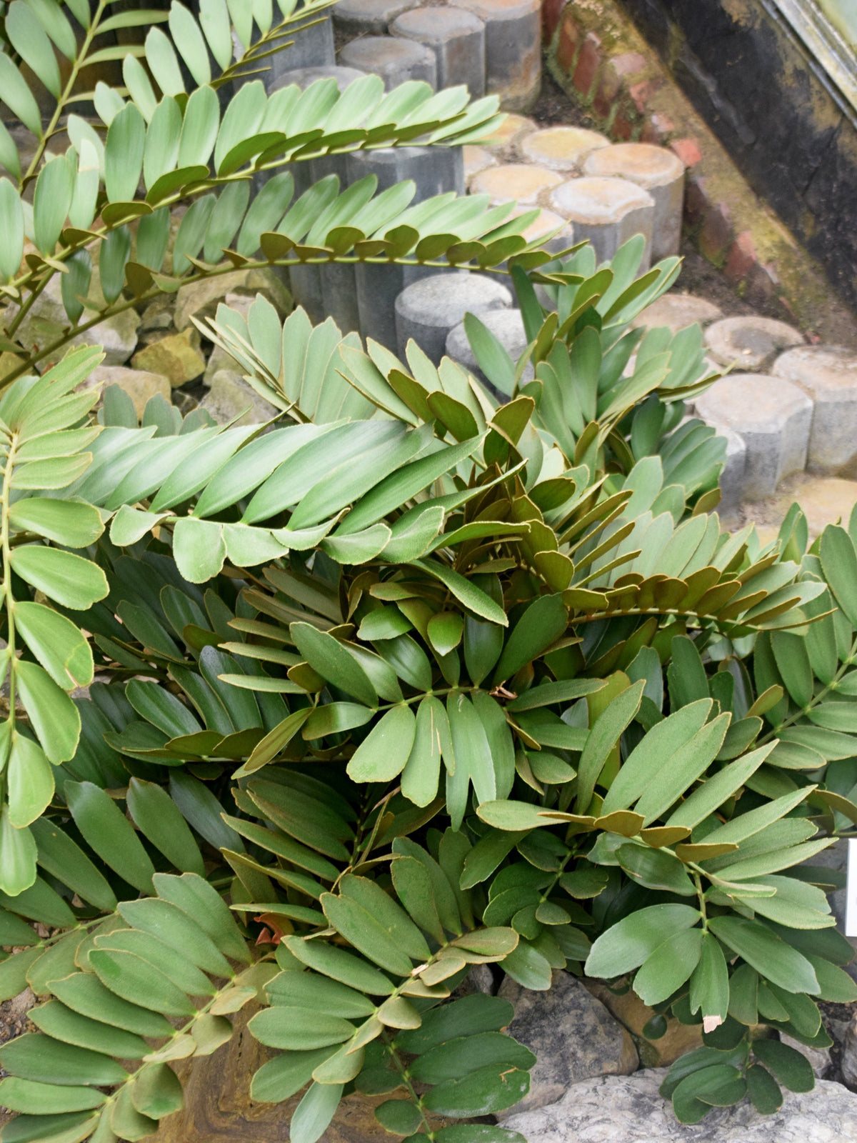 Zamia furfuracea – in habitat