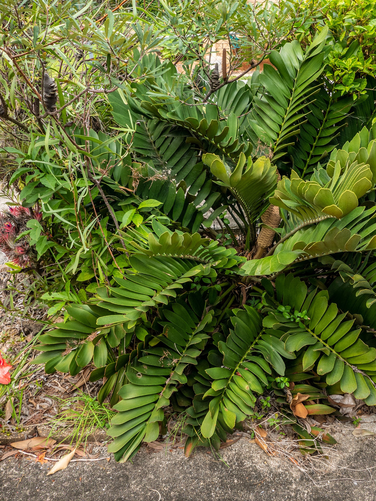Zamia furfuracea – in habitat
