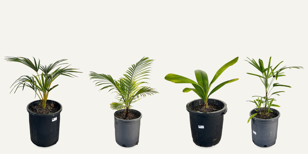 Palmpedia palms: Latania, Chrysalidocarpus, Johannesteijsmannia, Rhapis