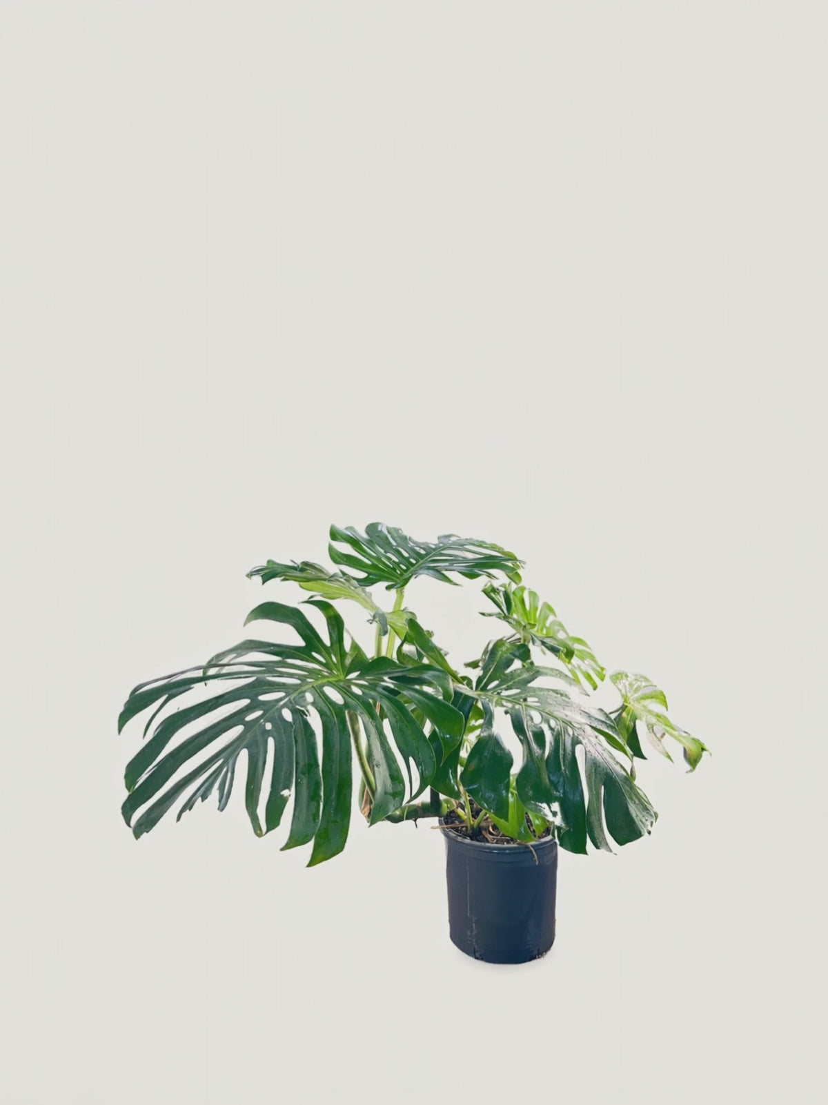 Monstera deliciosa – Palmpedia