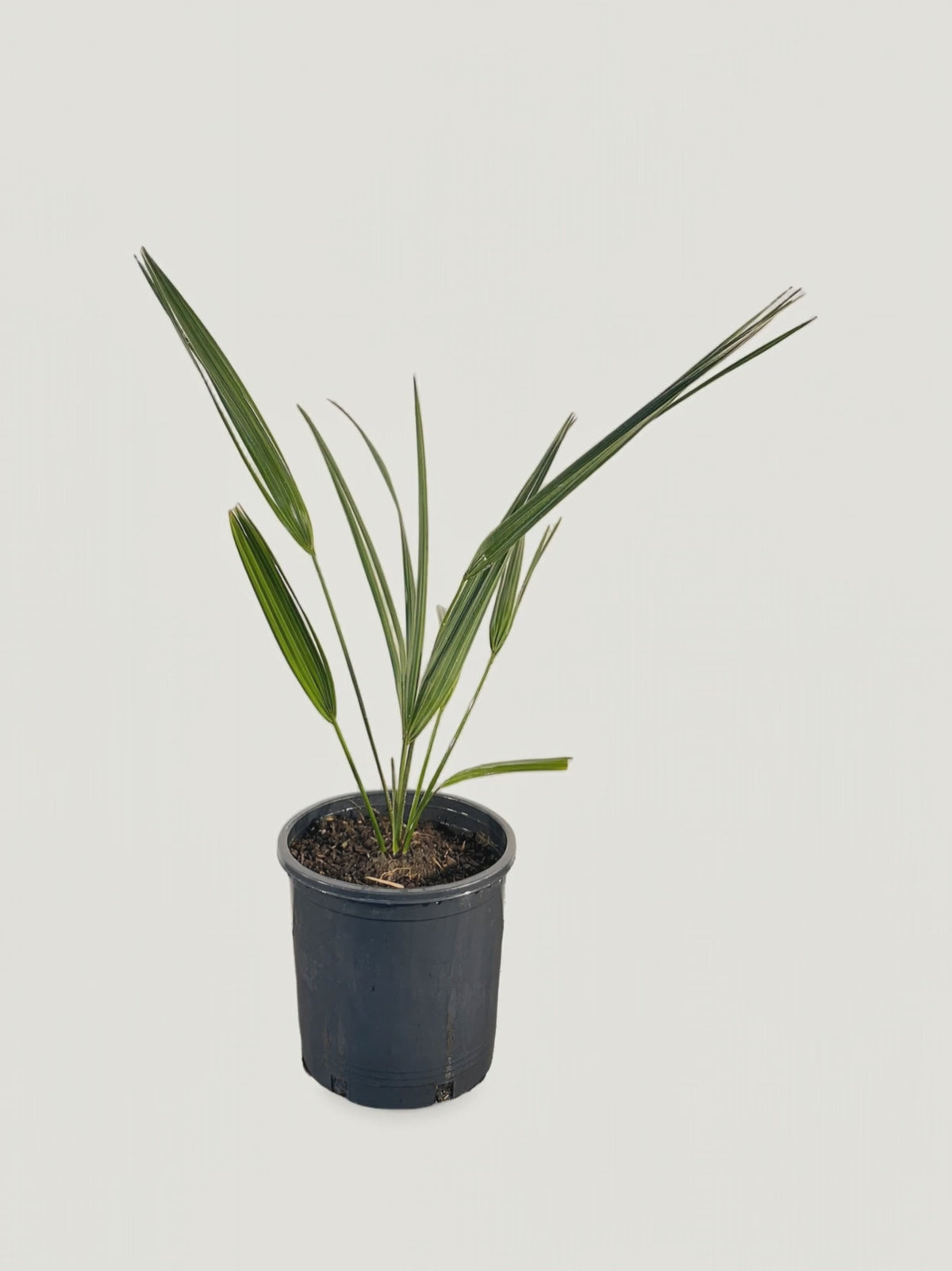 Sabal palmetto Lisa – Palmpedia