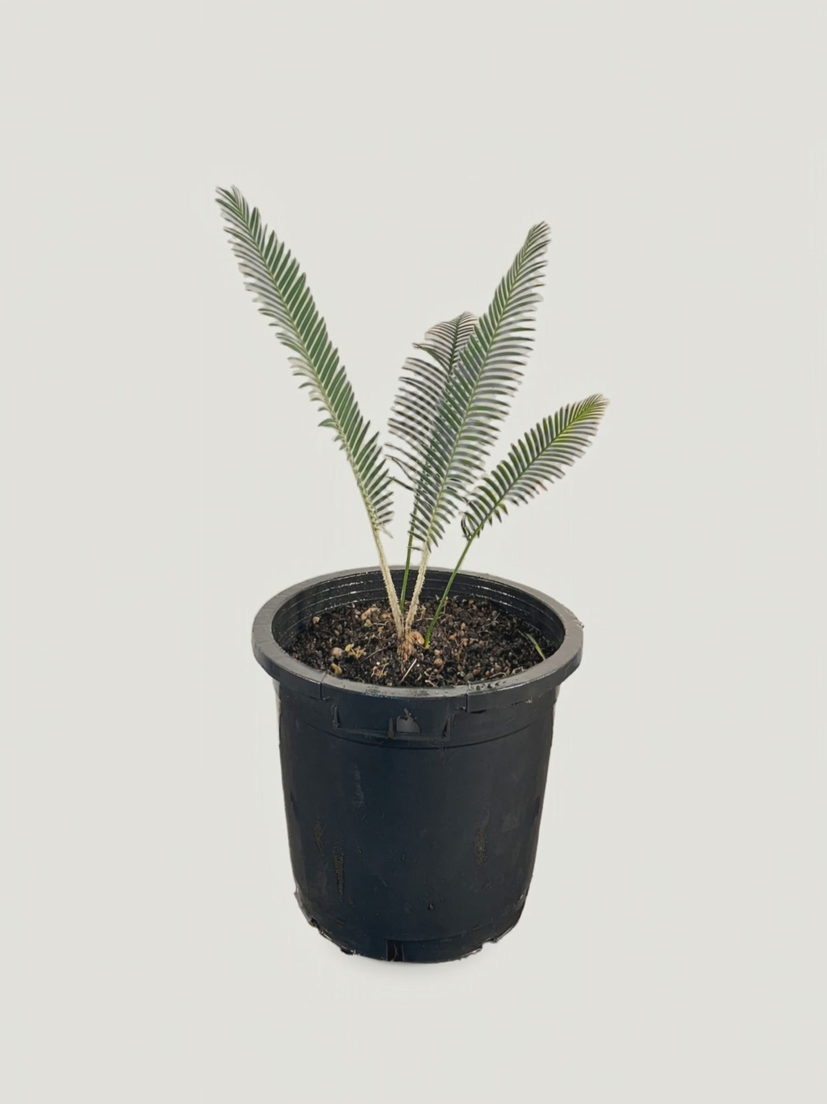 Dioon holmgrenii – Palmpedia