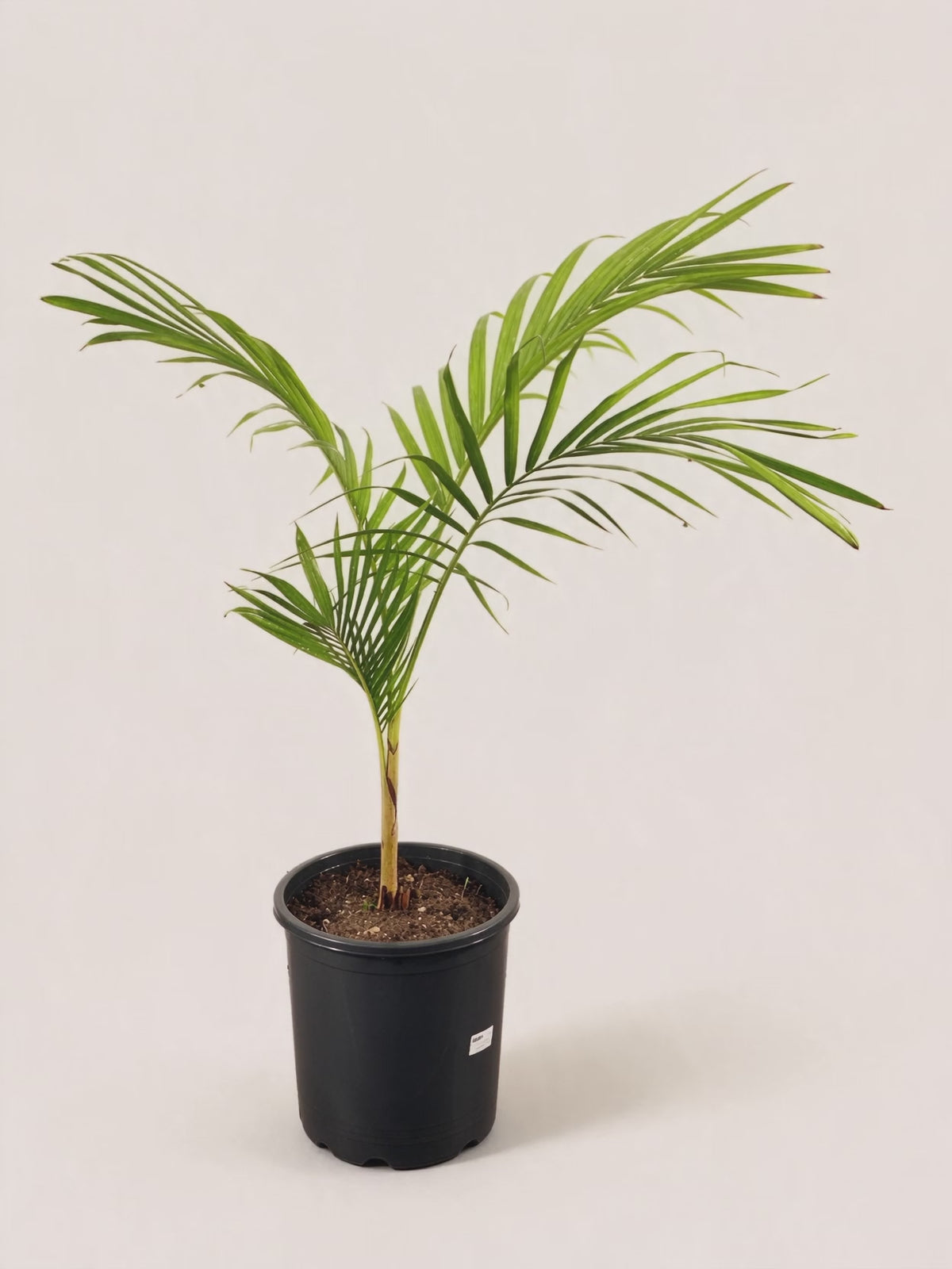 Archontophoenix cunninghamiana – Palmpedia