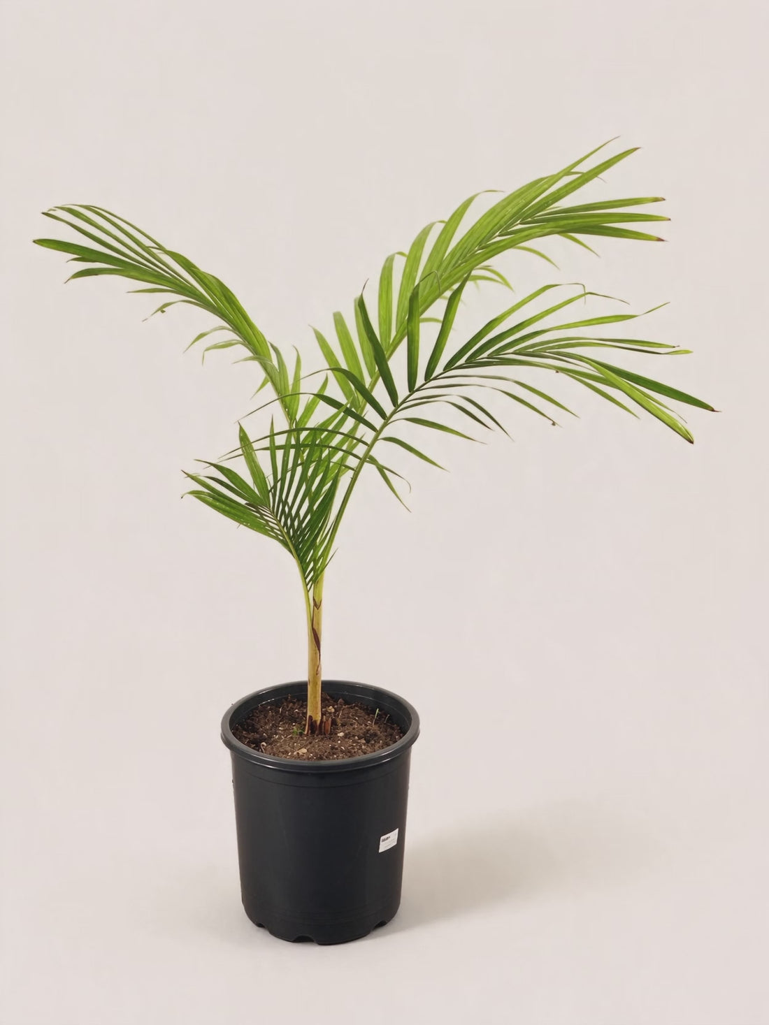 Archontophoenix cunninghamiana – Palmpedia