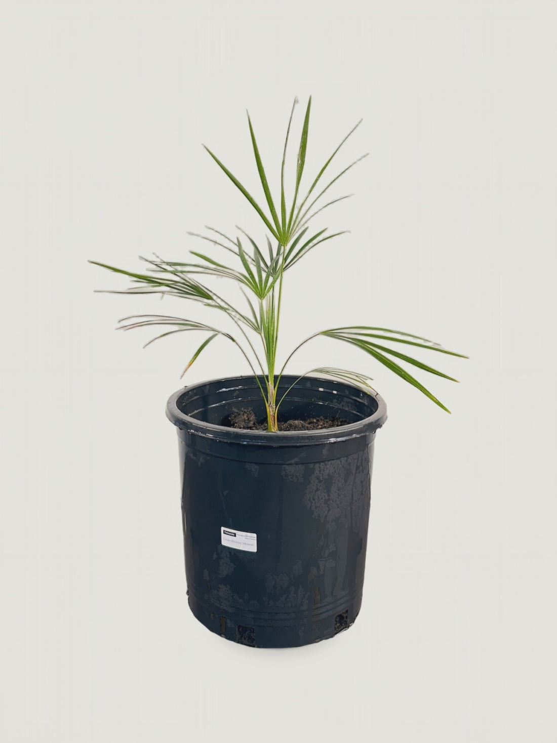 Leucothrinax morrisii – video