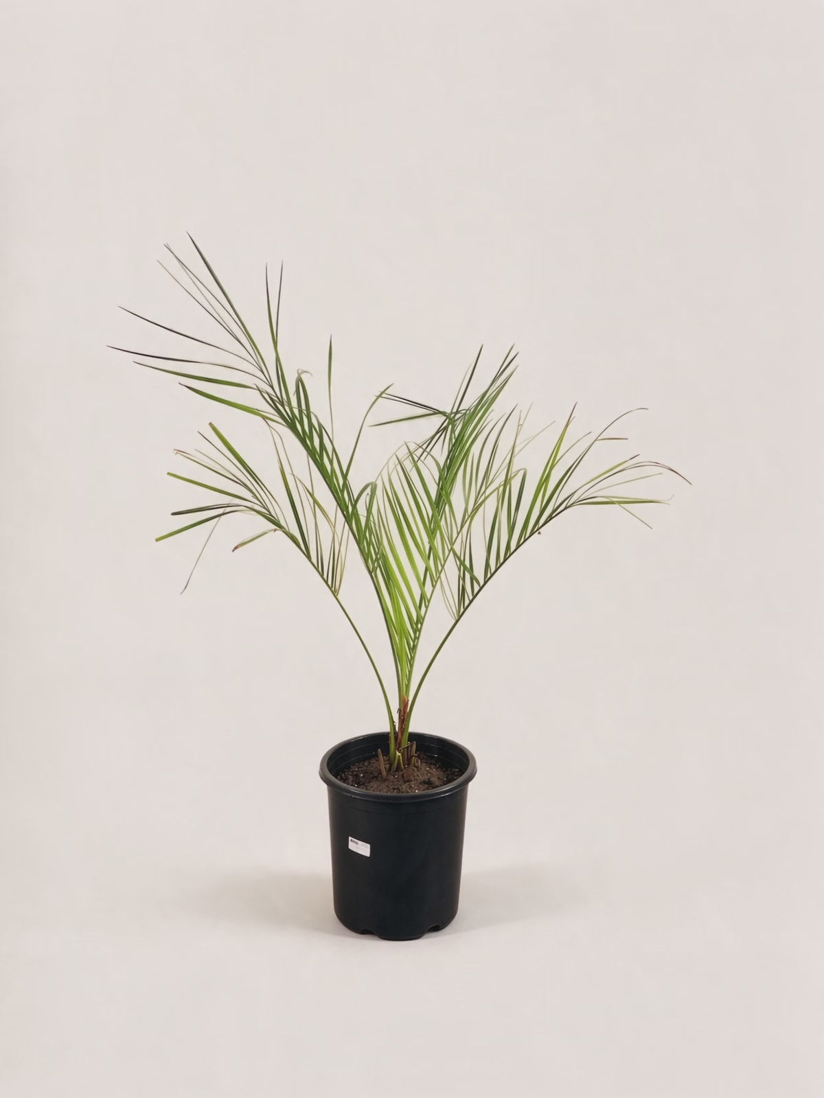 Butia capitata – Palmpedia