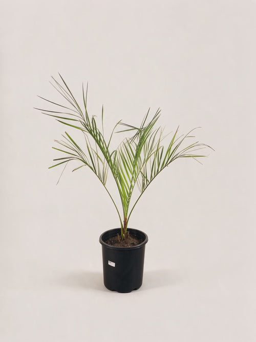Butia capitata – Palmpedia