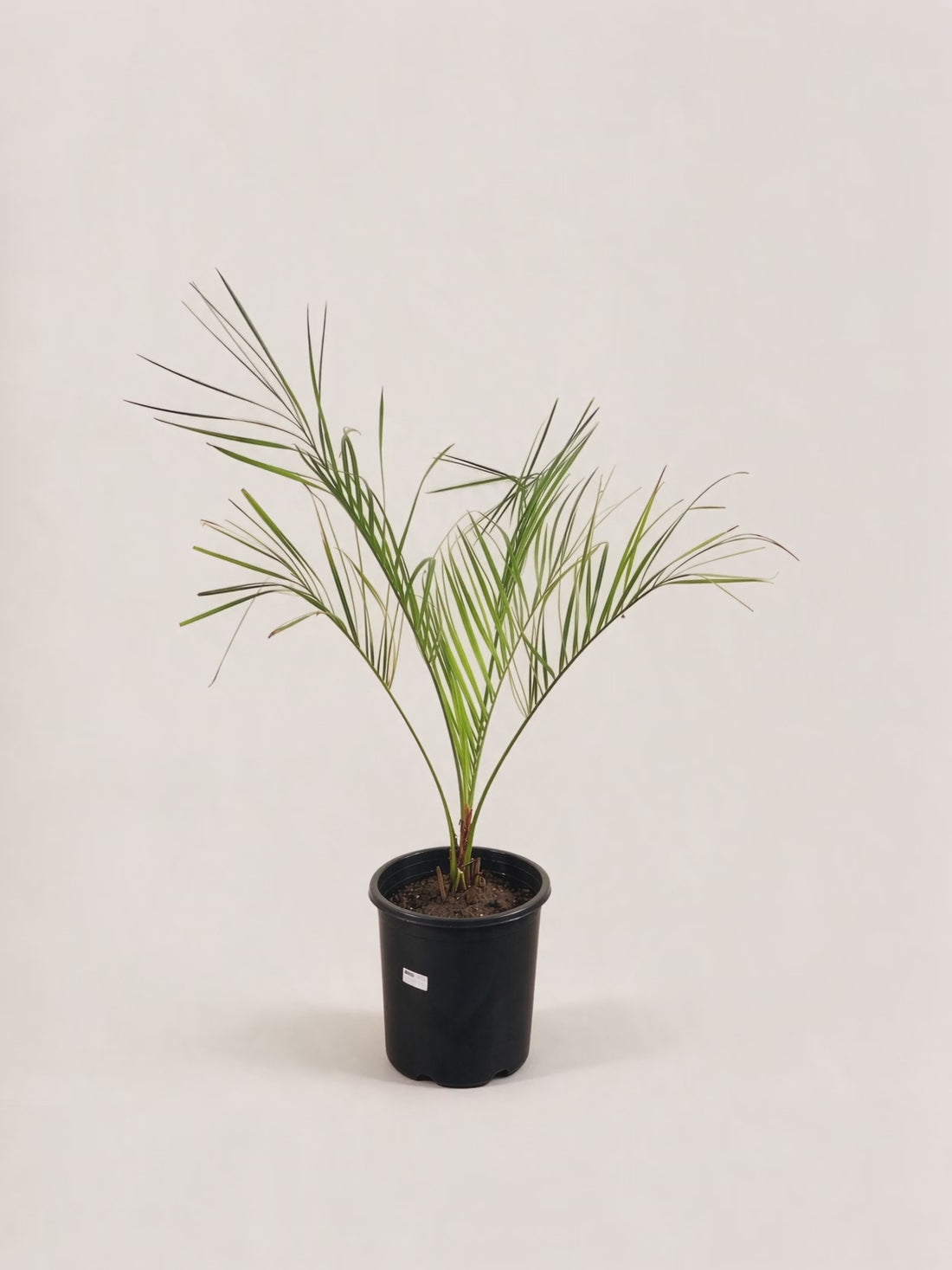 Butia capitata – Palmpedia