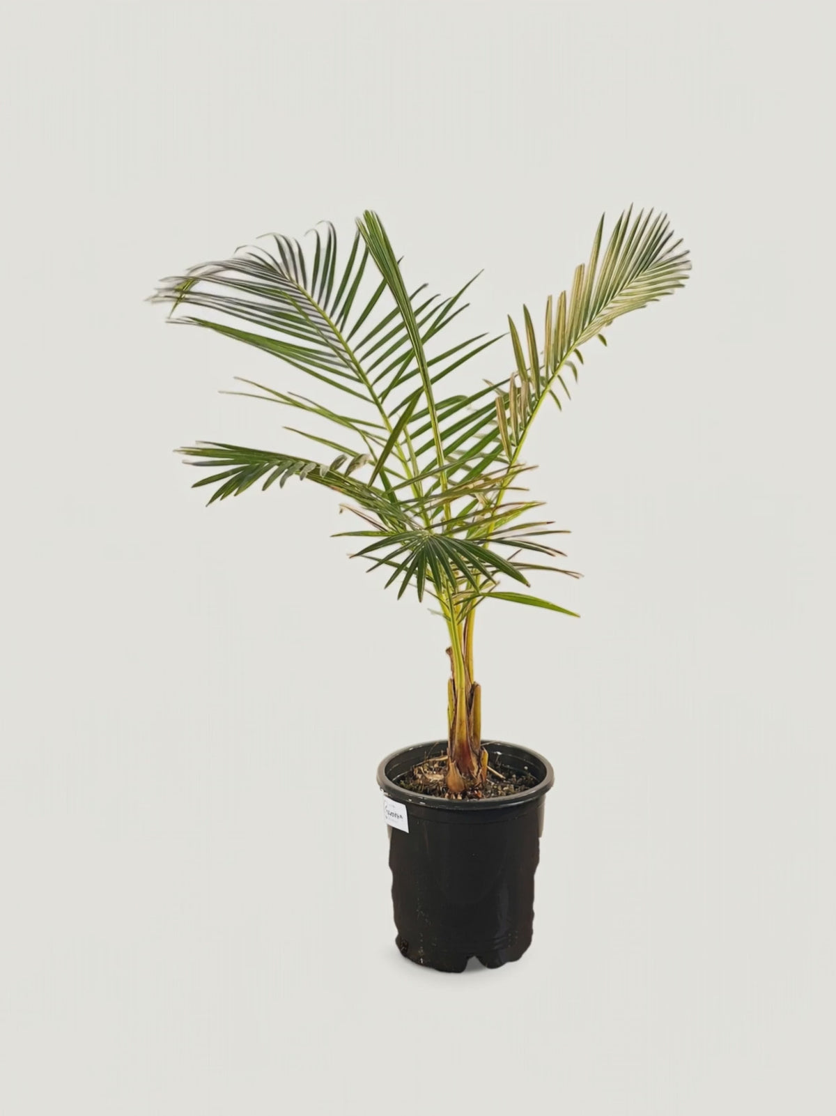 Raphia australis – Palmpedia