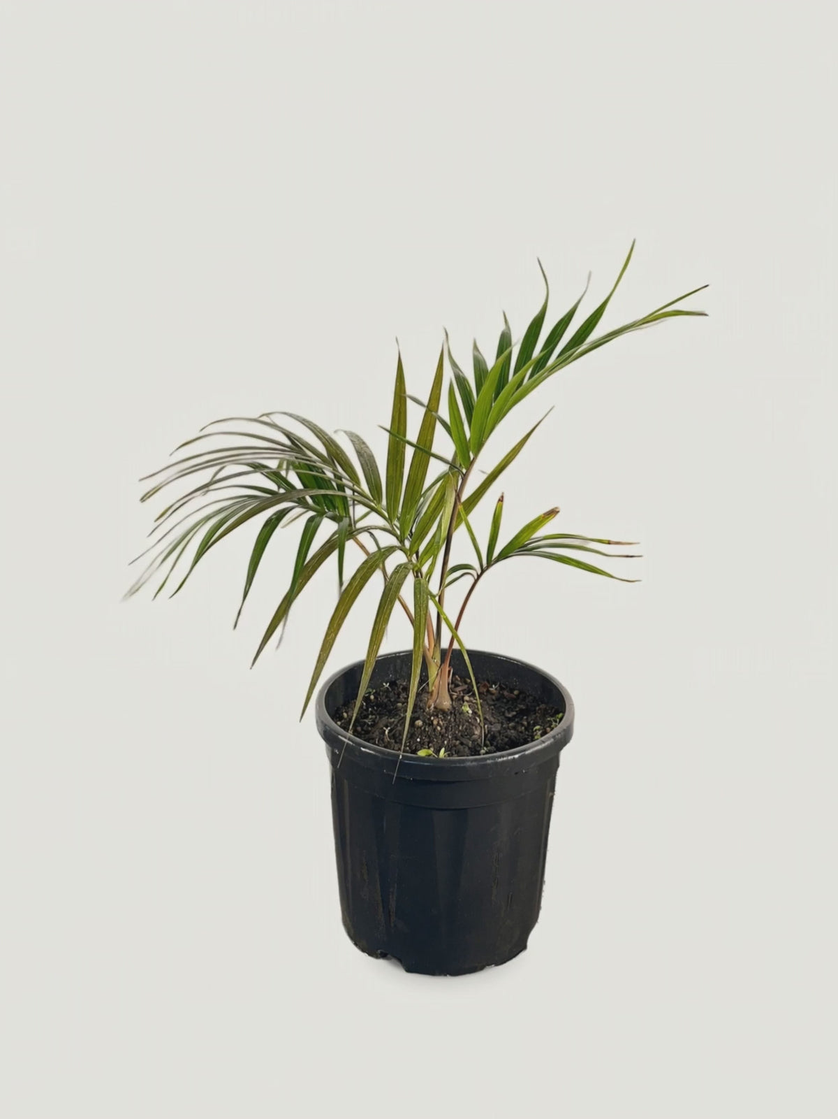 Chambeyronia pyriformis – Palmpedia