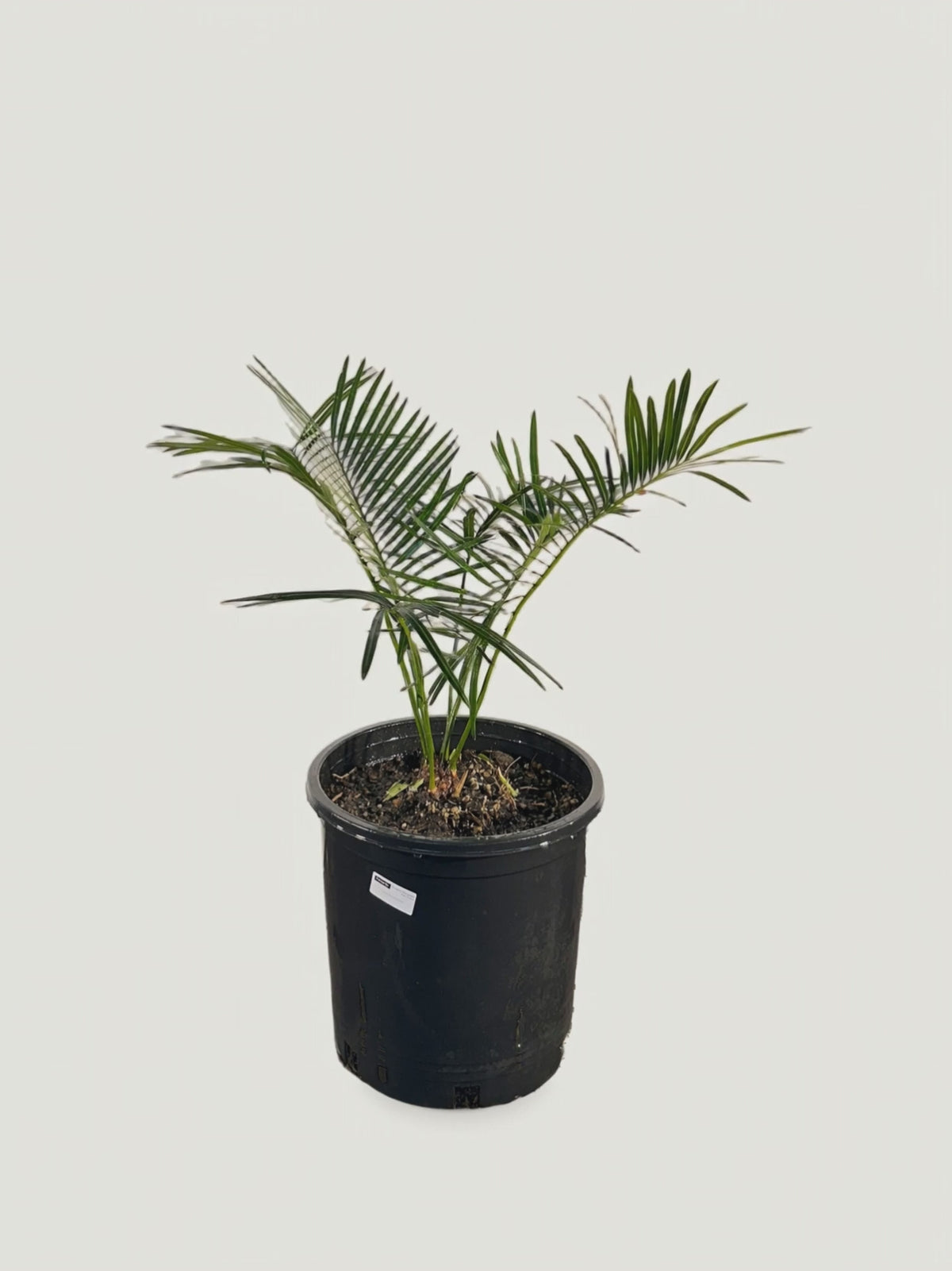 Cycas pranburiensis – Palmpedia