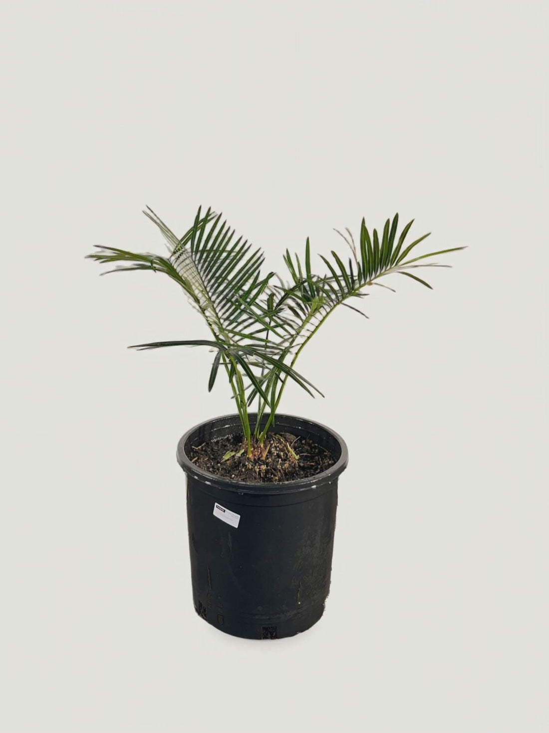 Cycas pranburiensis – Palmpedia