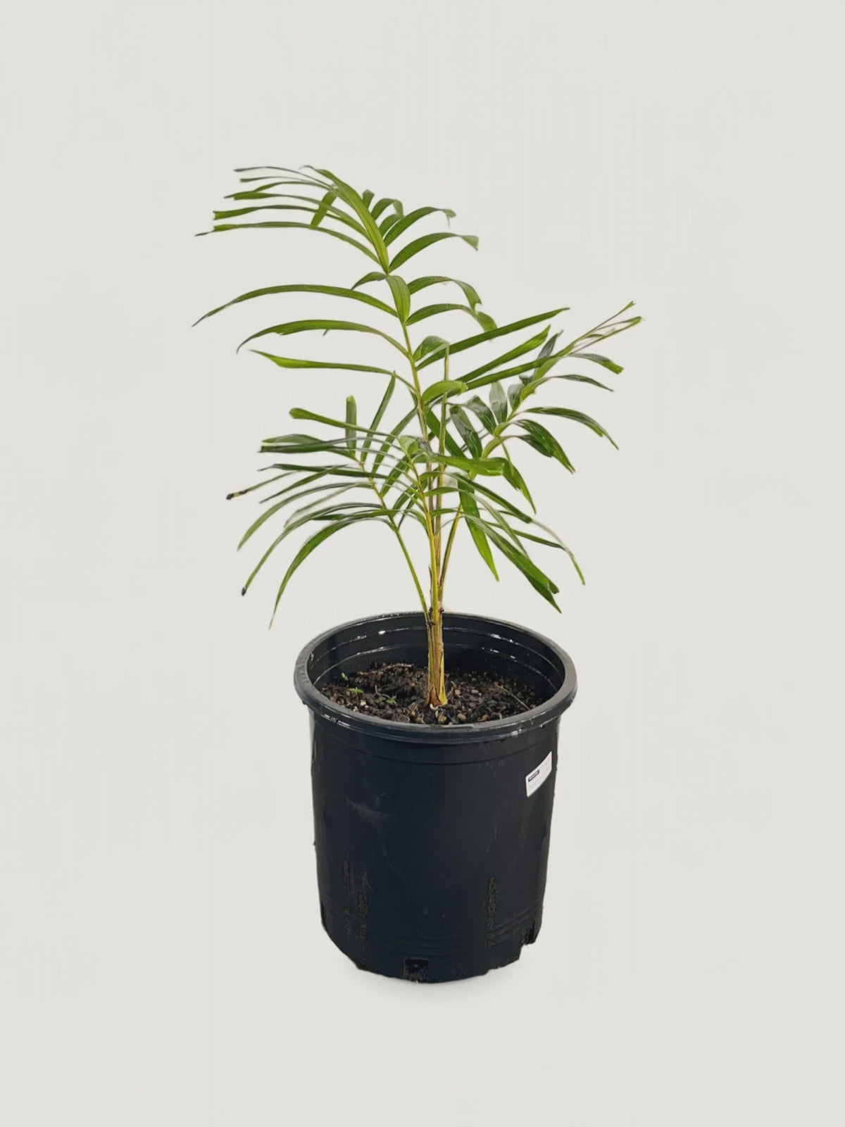 Ptychosperma microcarpum – Palmpedia