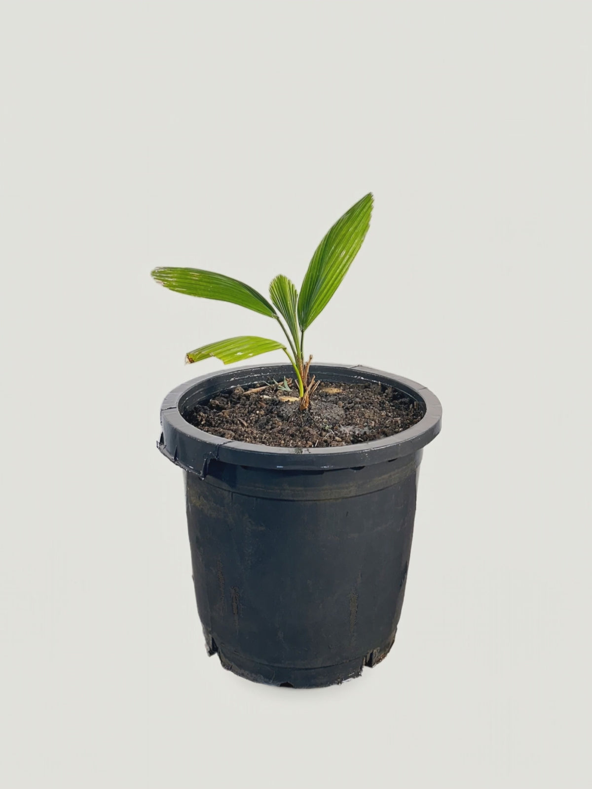 Licuala grandis – Palmpedia
