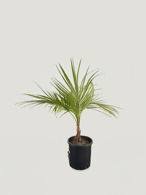 Beccariophoenix alfredii – Palmpedia