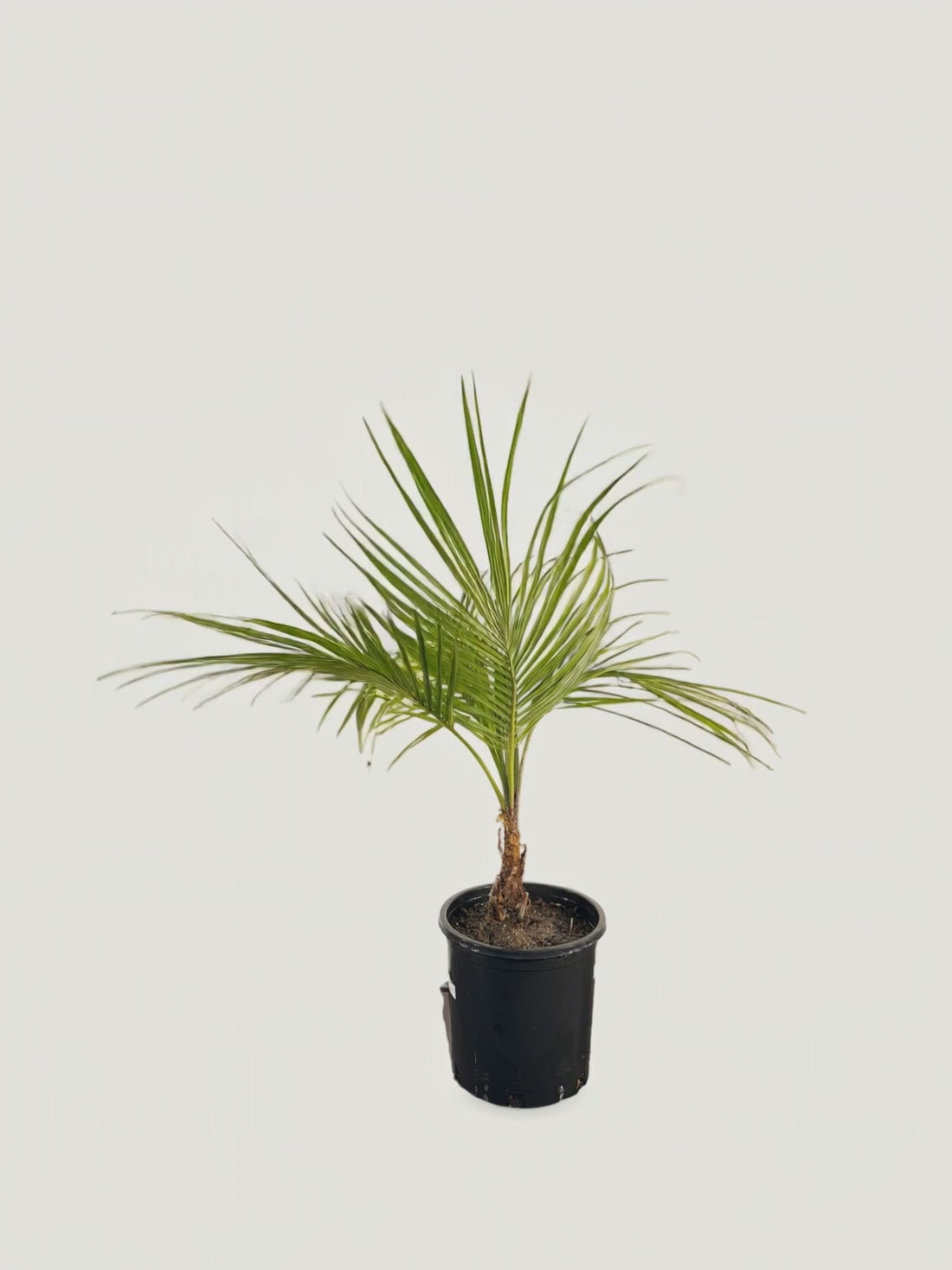 Beccariophoenix alfredii – Palmpedia