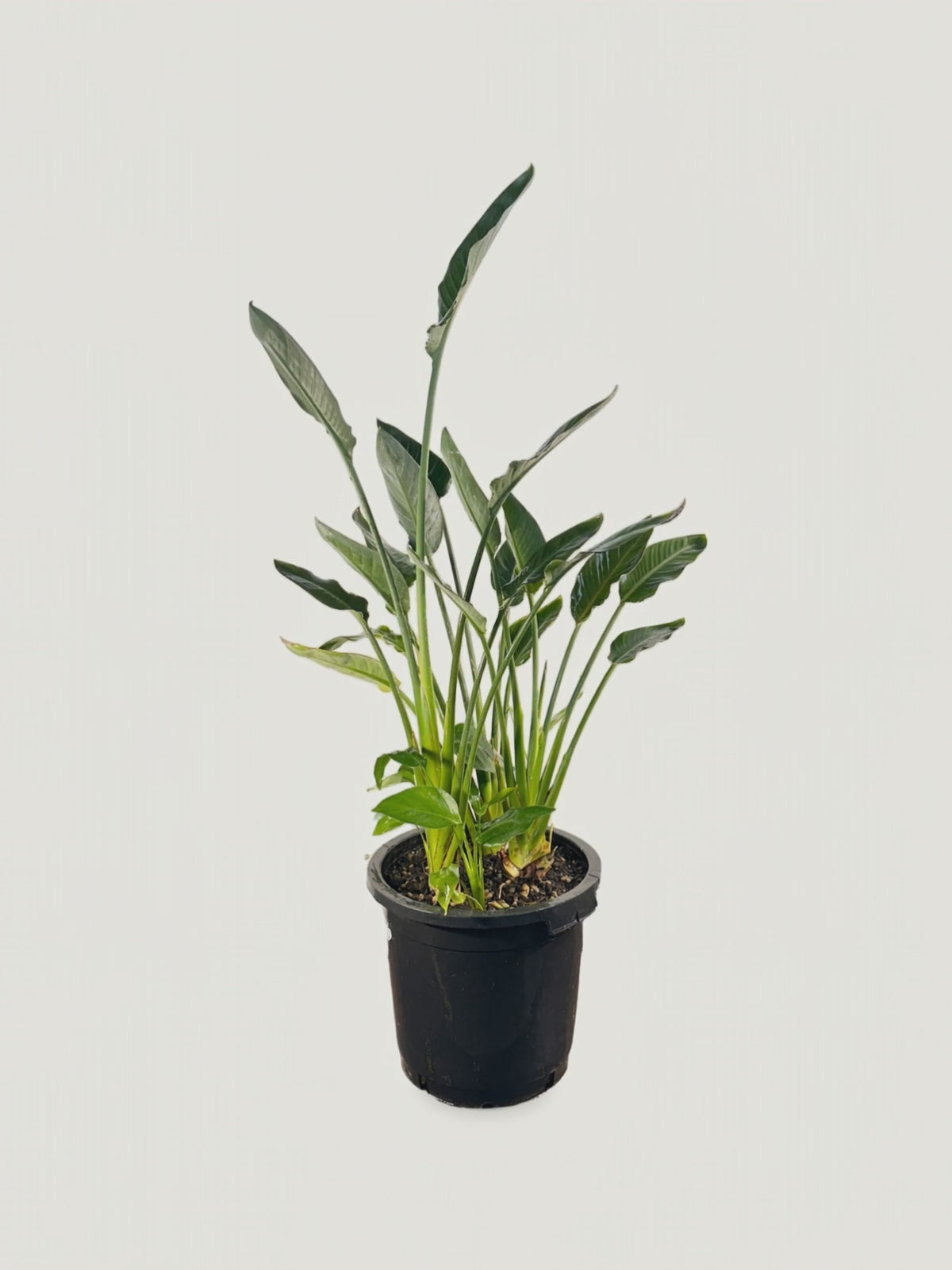 Strelitzia reginae – Palmpedia