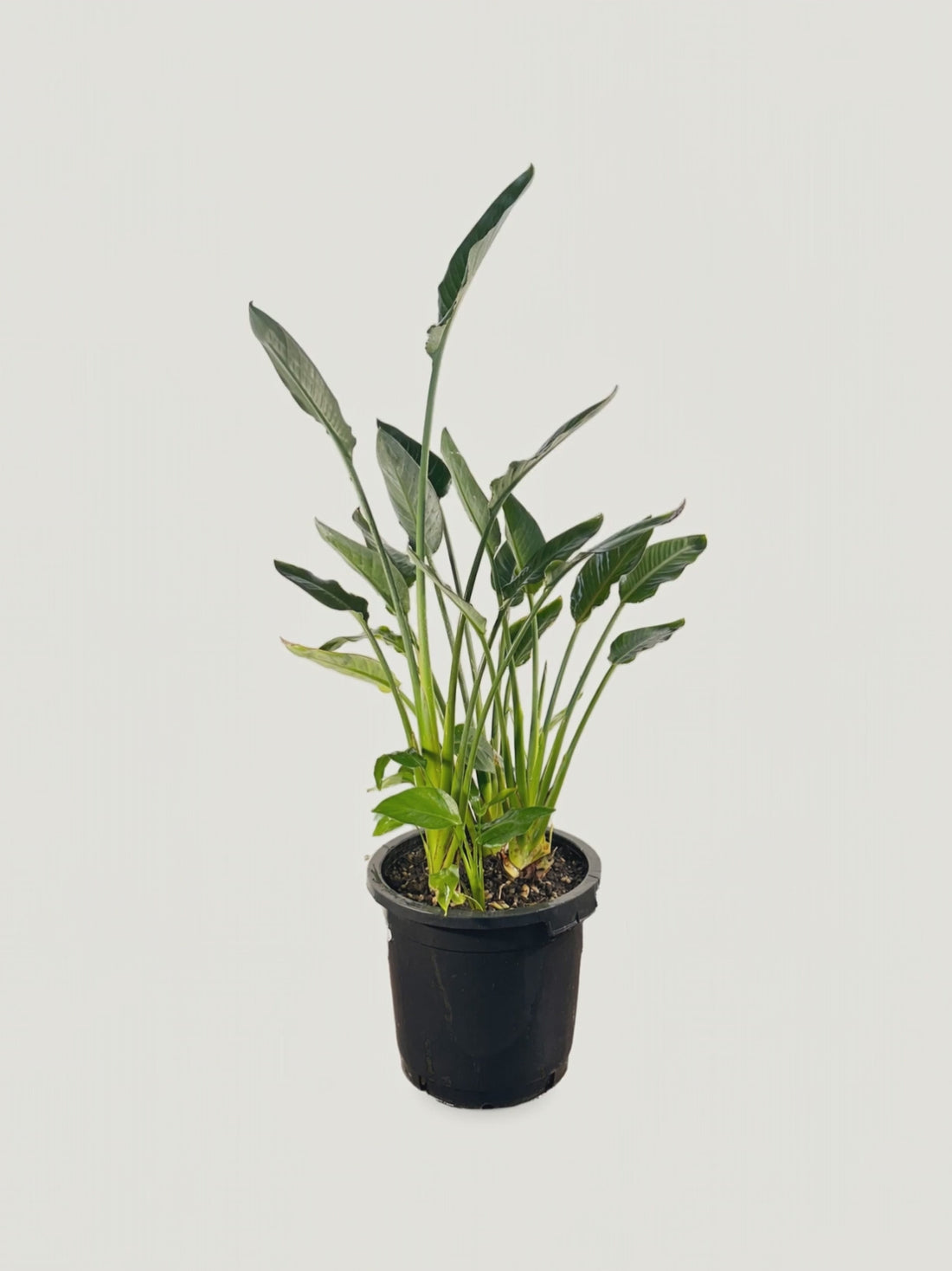 Strelitzia reginae – Palmpedia