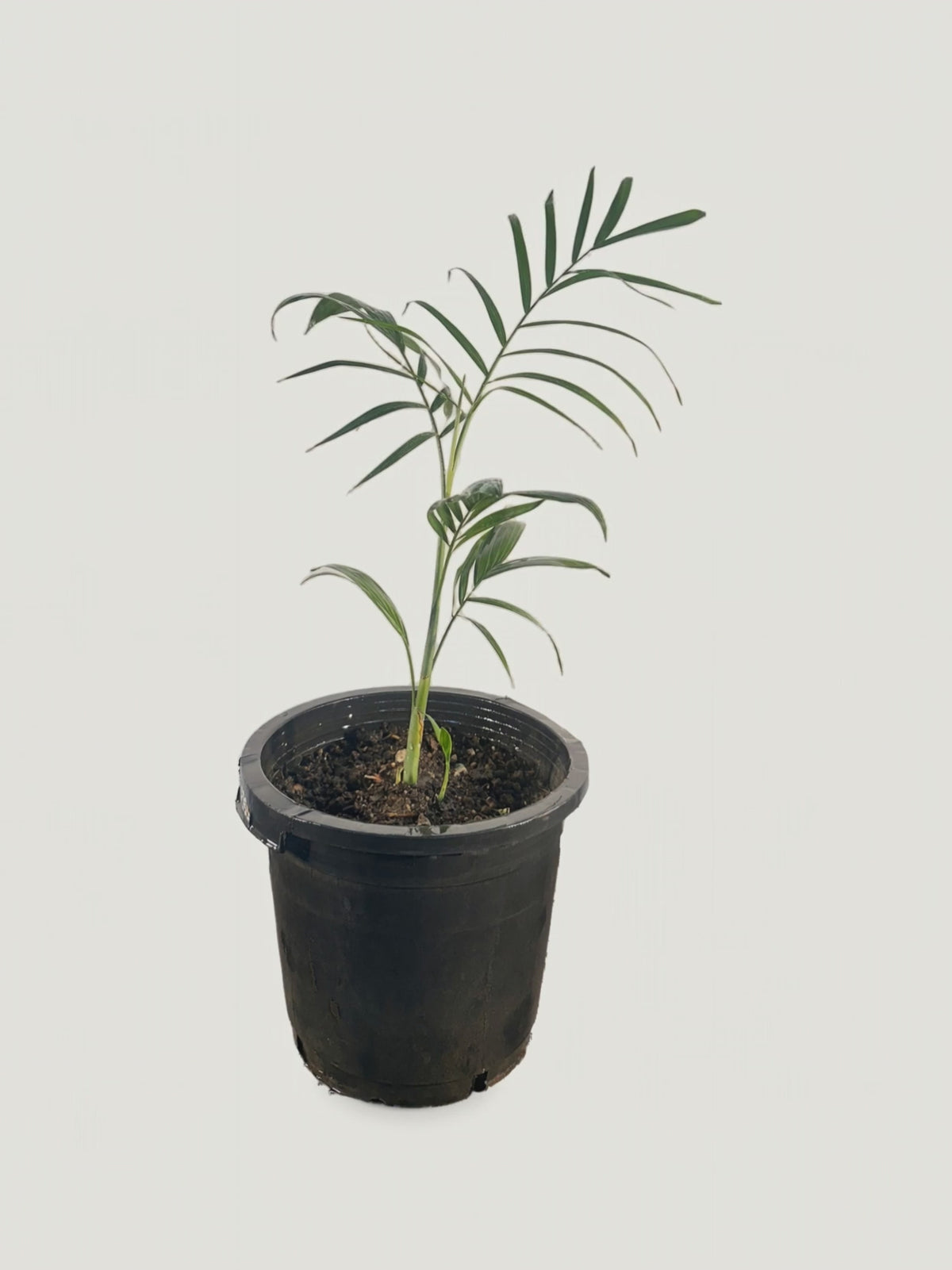 Chamaedorea seifrizii – Palmpedia