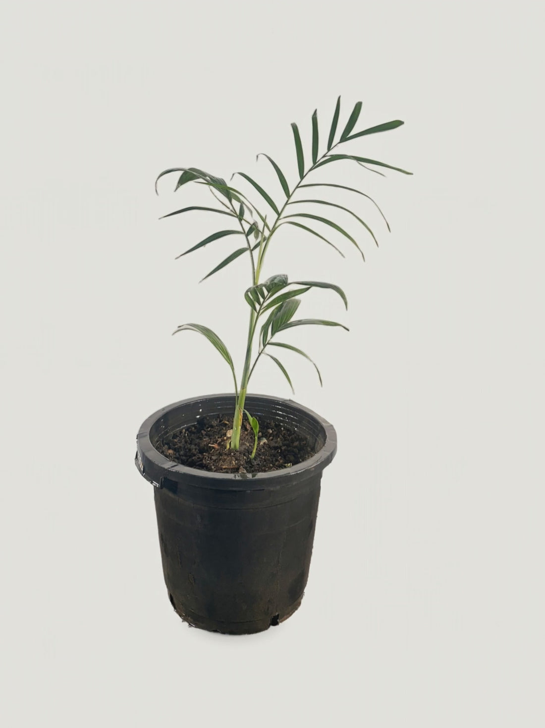 Chamaedorea seifrizii – Palmpedia