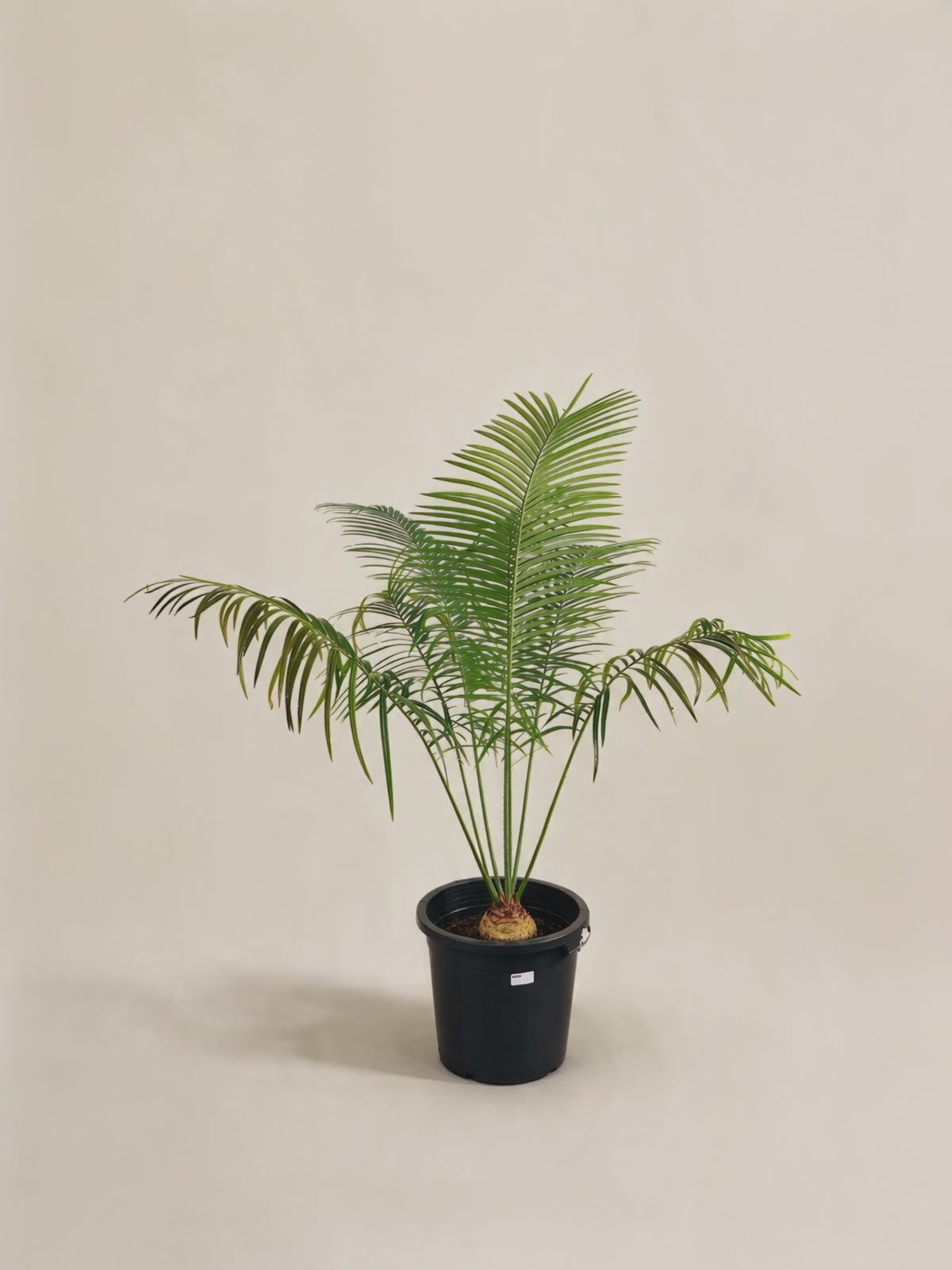 Cycas petraea – video