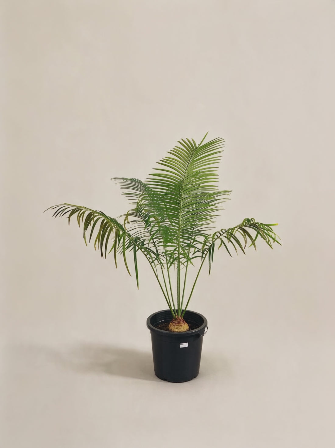 Cycas petraea – video