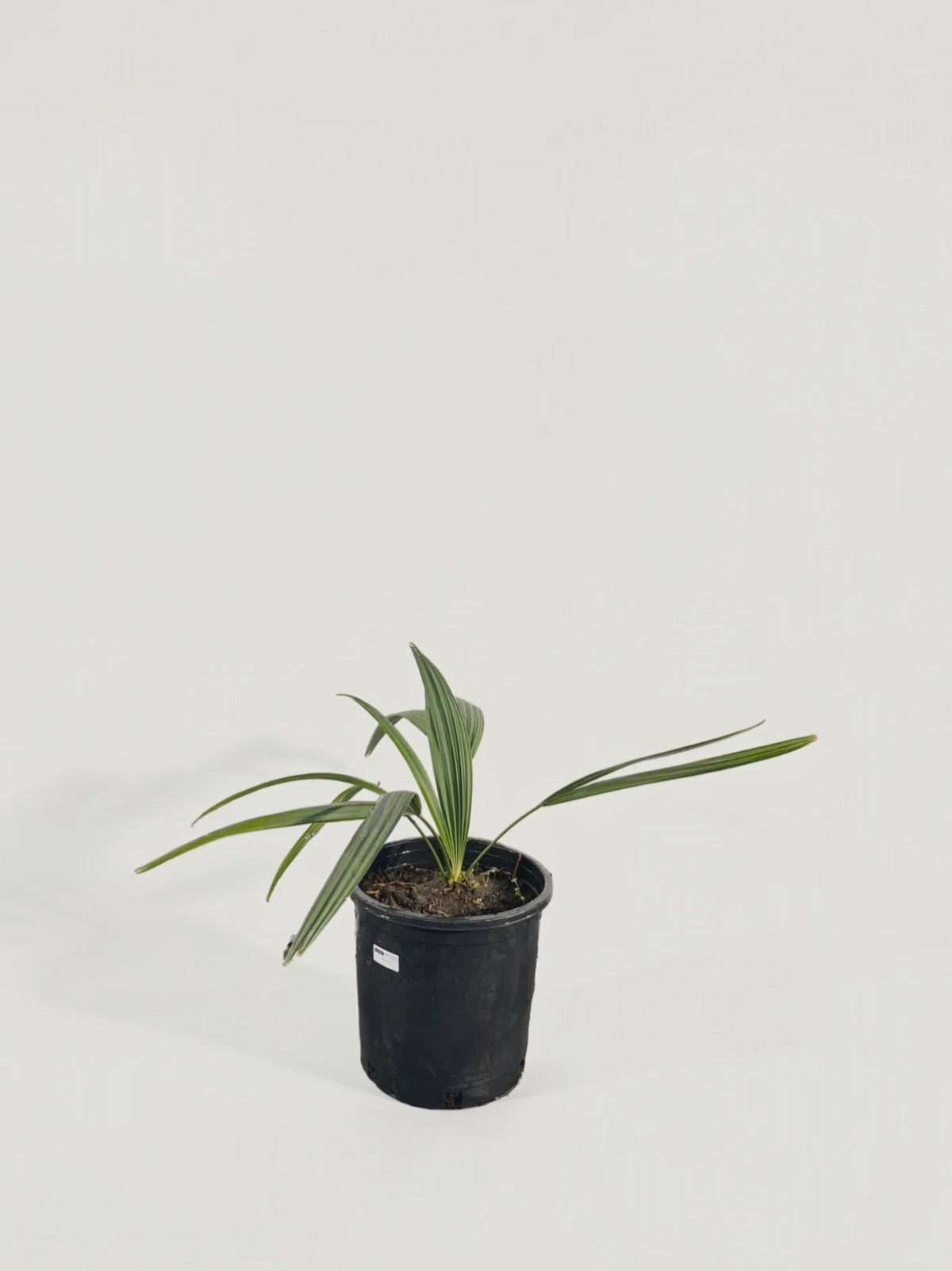 Sabal minor – Palmpedia
