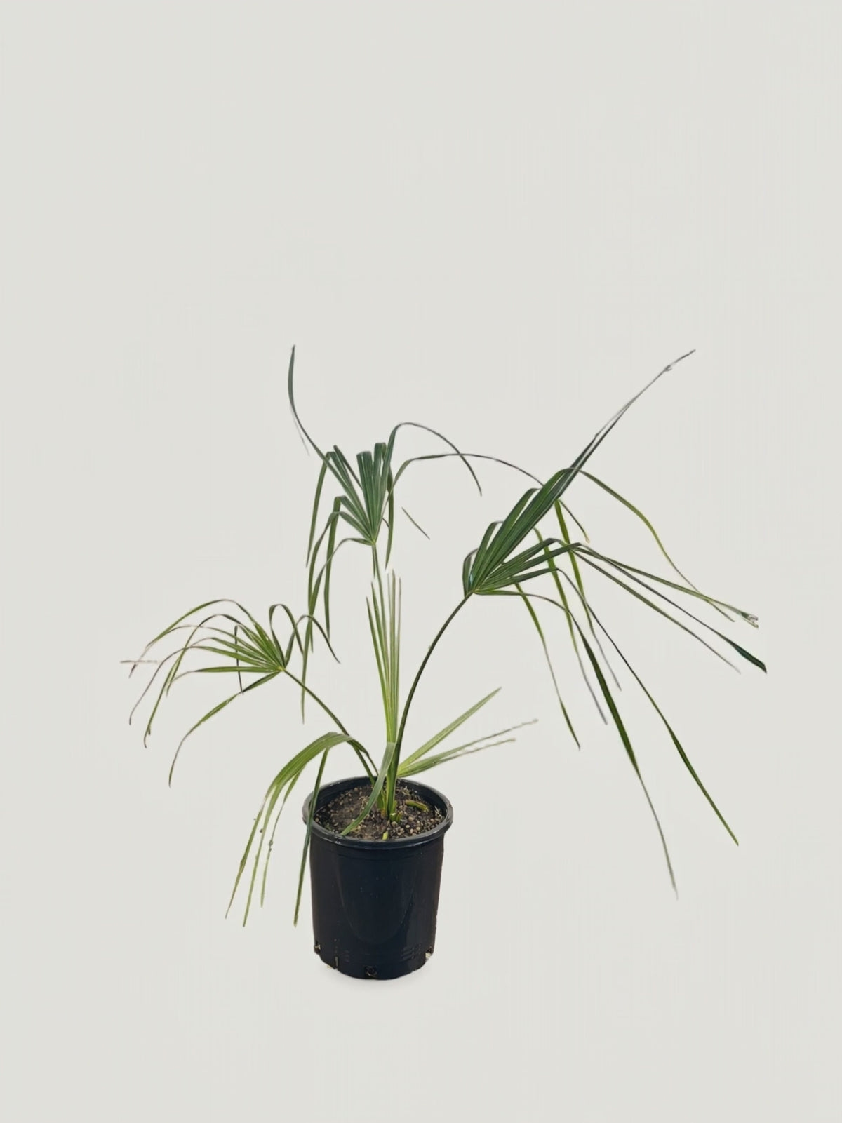 Sabal palmetto – Palmpedia
