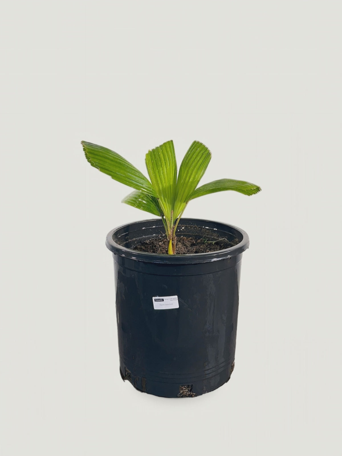 Vonitra dransfieldii – video