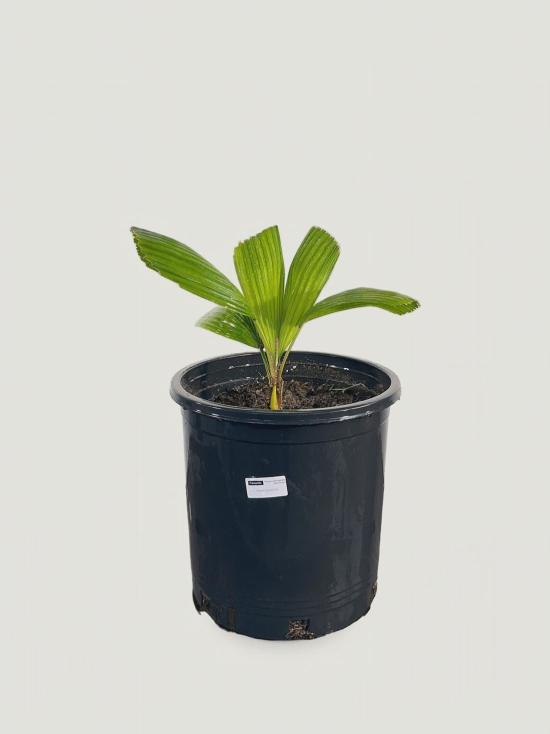 Vonitra dransfieldii – video