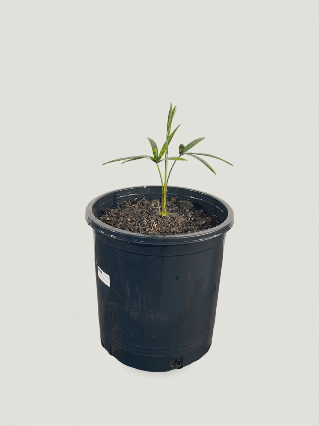 Calamus leptopus – Palmpedia