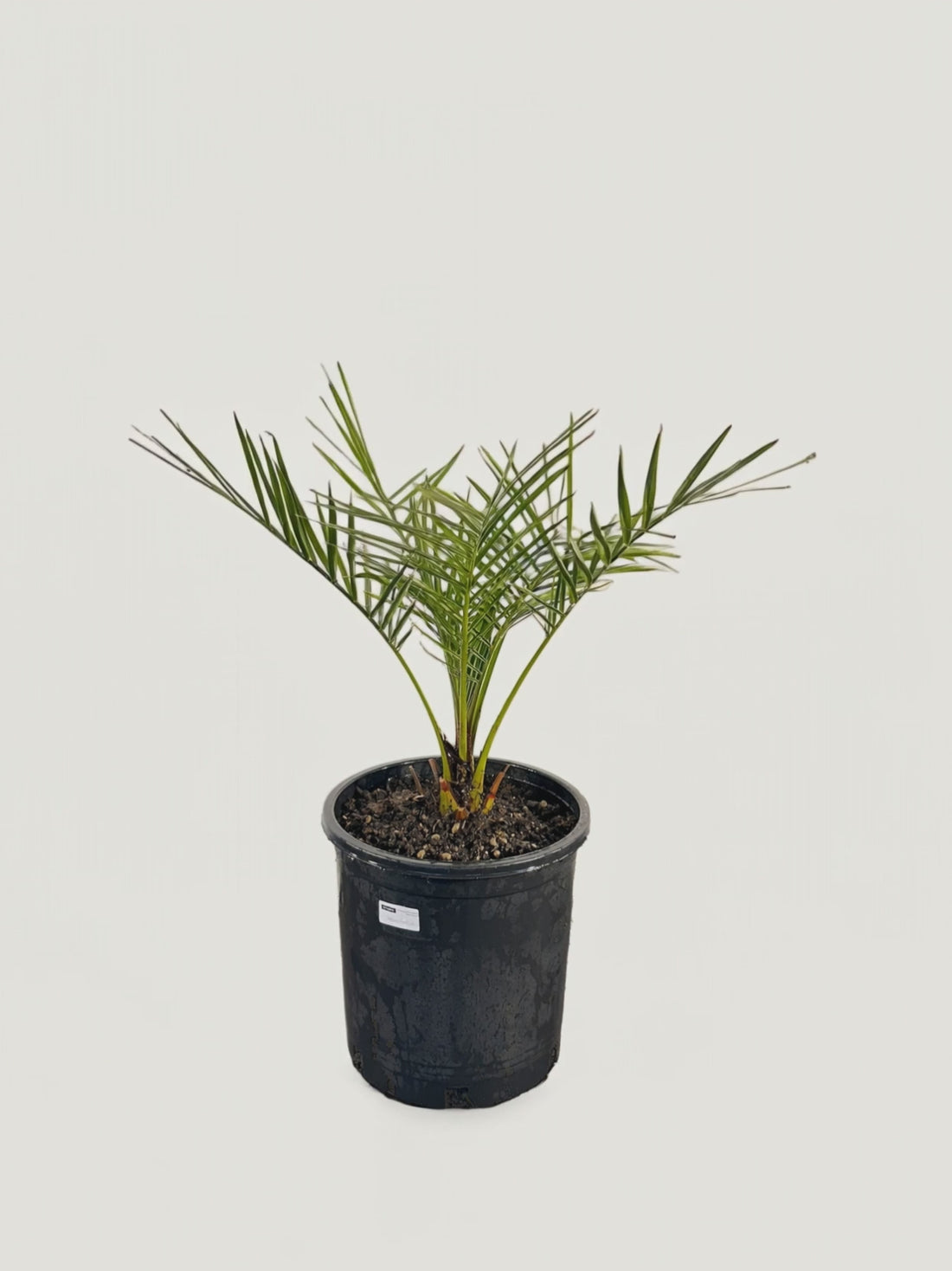 Jubaea chilensis – Palmpedia