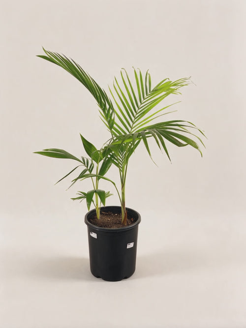 Archontophoenix cunninghamiana Illawarra – Palmpedia