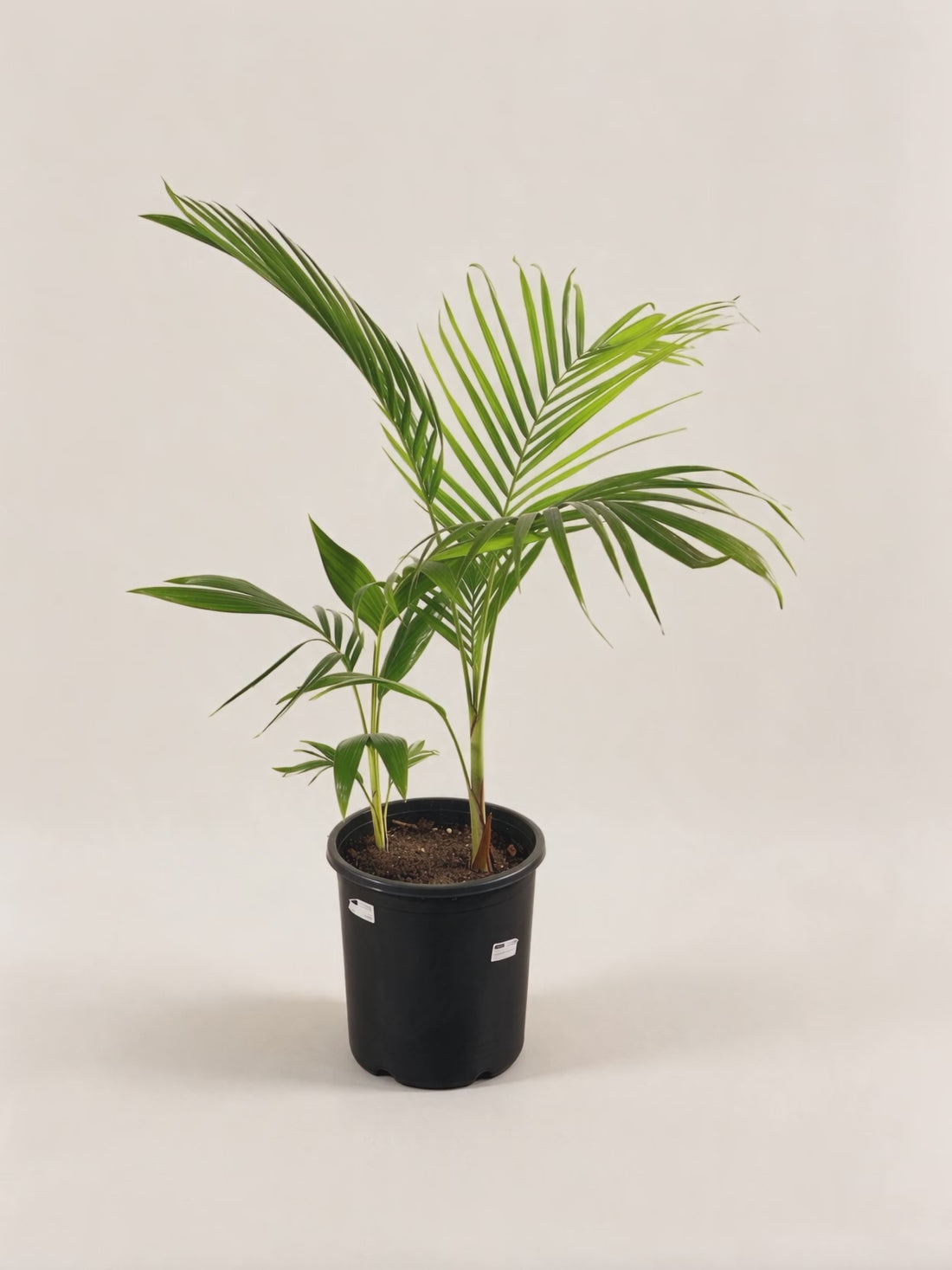 Archontophoenix cunninghamiana Illawarra – Palmpedia