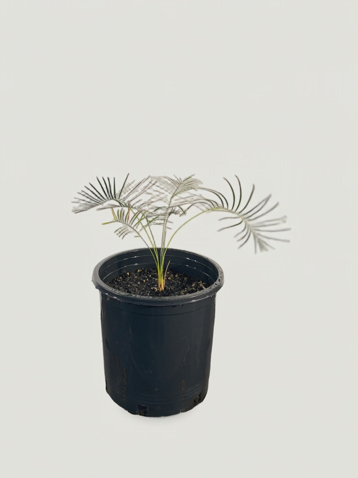 Macrozamia mountperriensis – Palmpedia