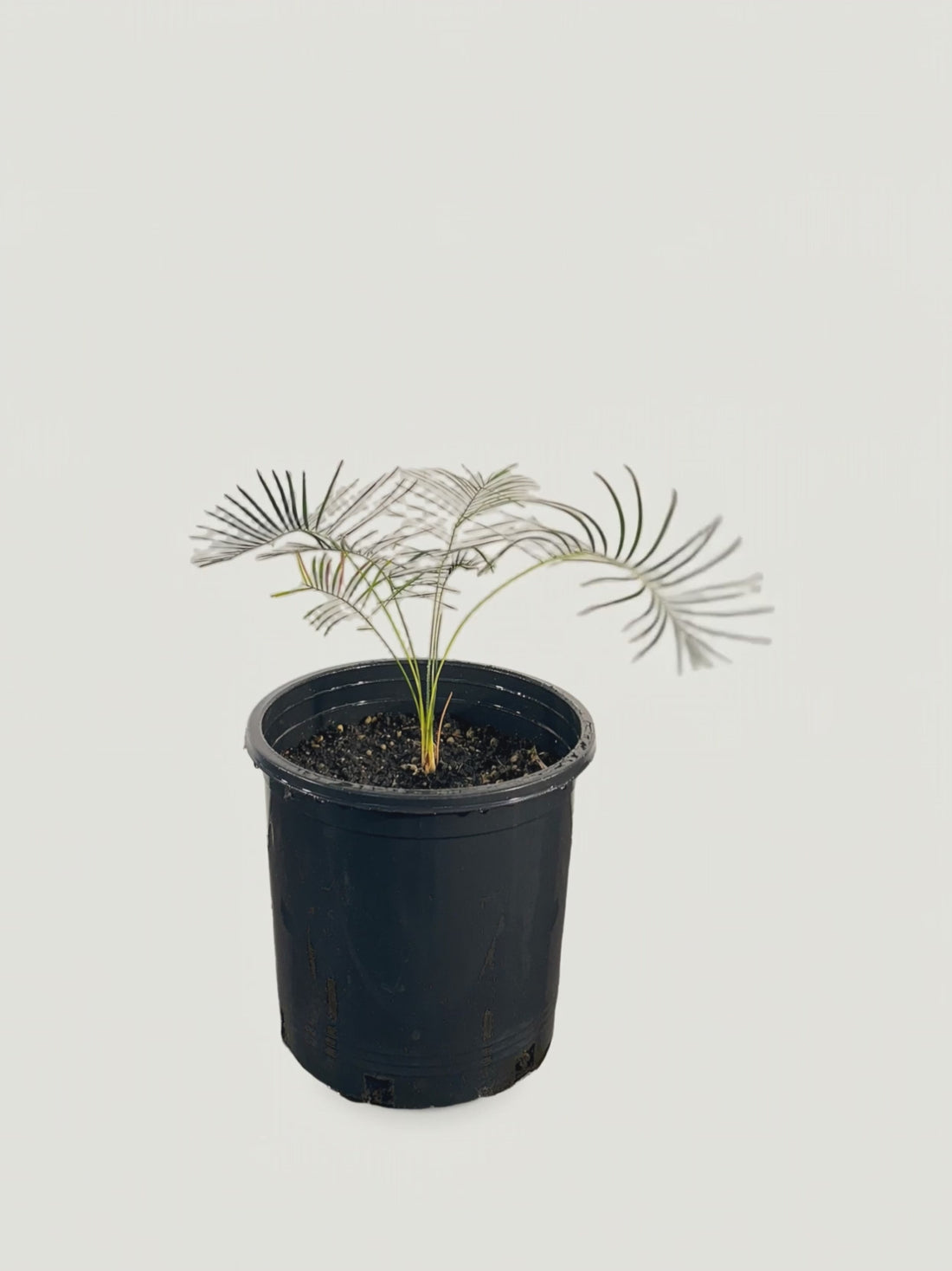 Macrozamia mountperriensis – Palmpedia