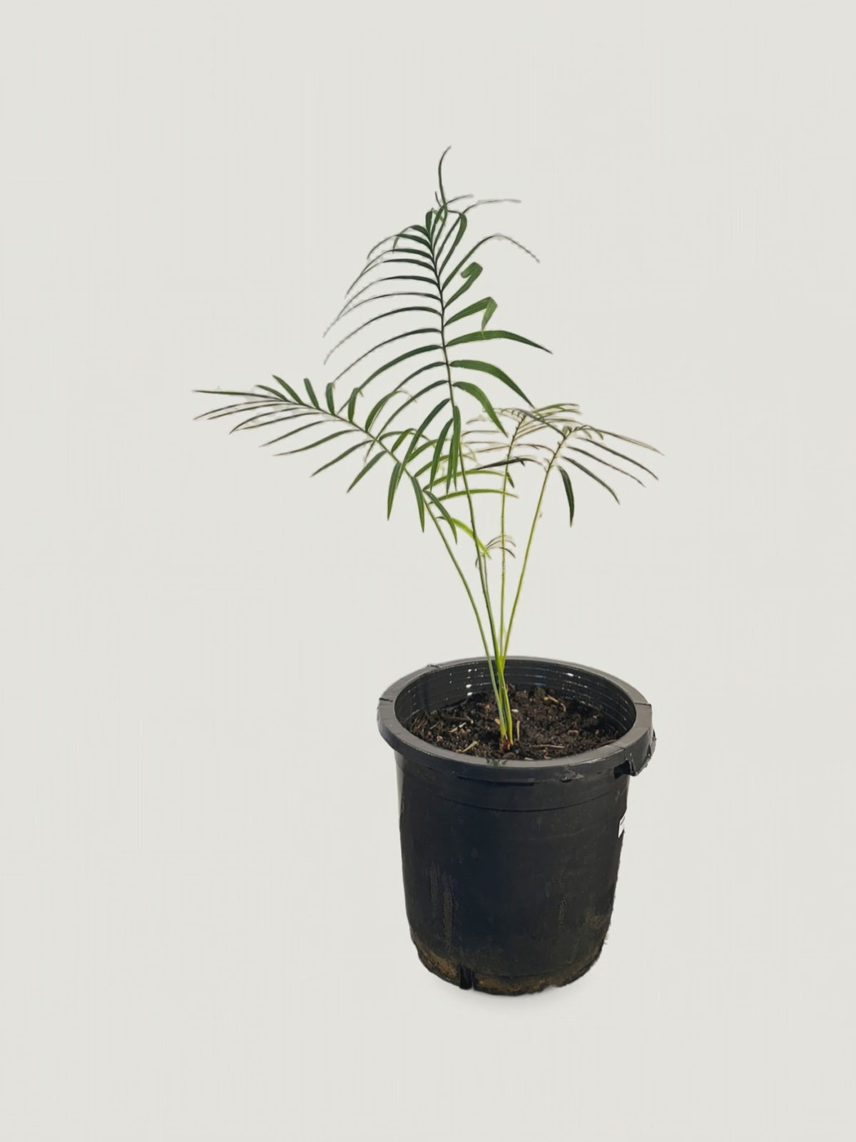 Cycas chamaoensis – Palmpedia