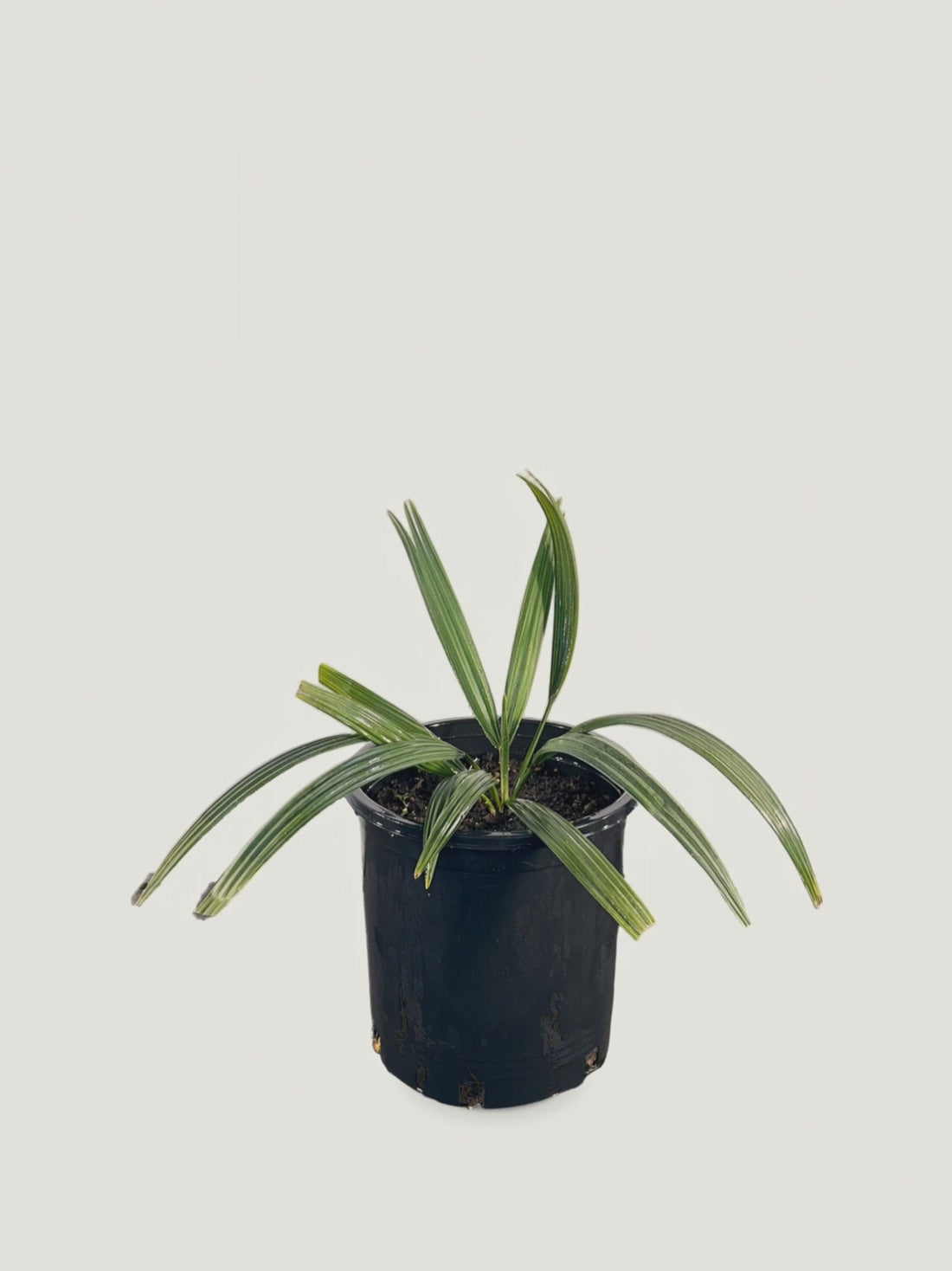 Sabal minor Louisiana – Palmpedia