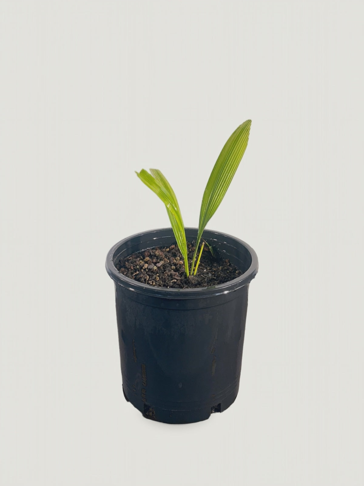 Johannesteijsmannia perakensis – video